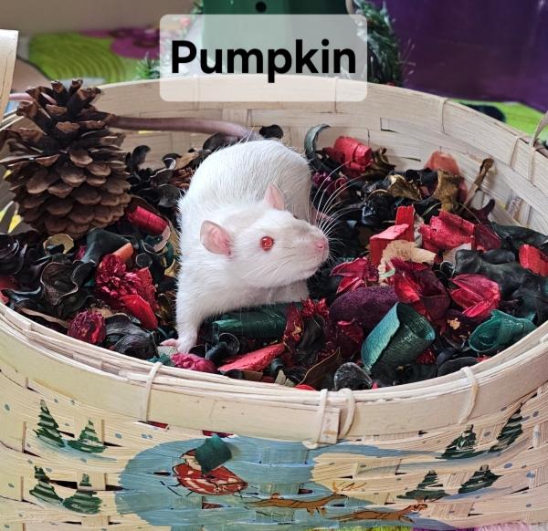 Enlarge Pumpkin, a Adoptable Rat in Merrimack, NH image 1/1