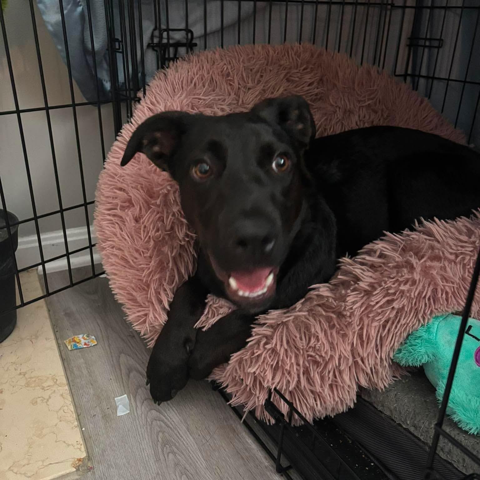 Enlarge Blackjack, a Adopted mixed breed in Hughesville, MD image 2/3