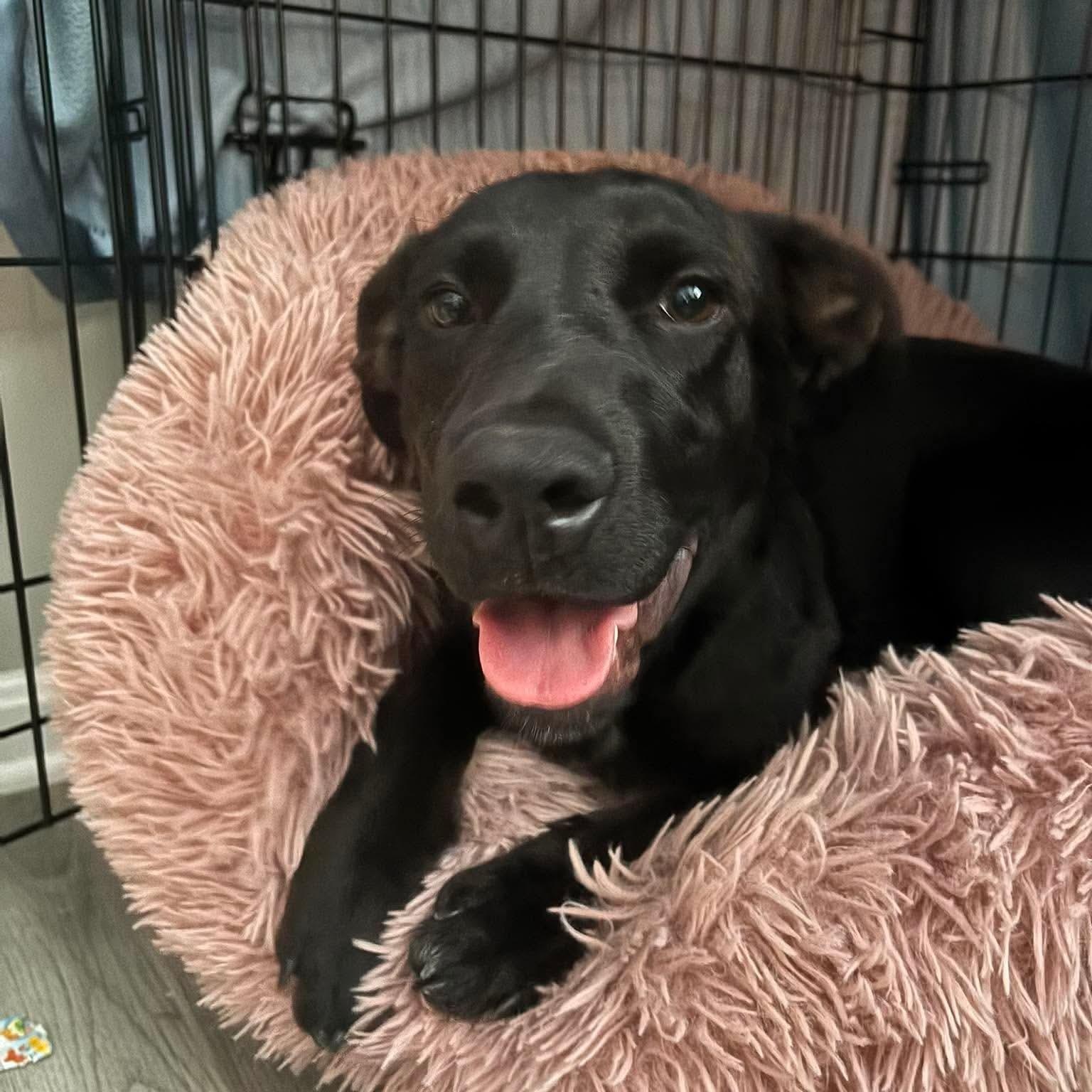 Enlarge Blackjack, a Adopted mixed breed in Hughesville, MD image 1/3