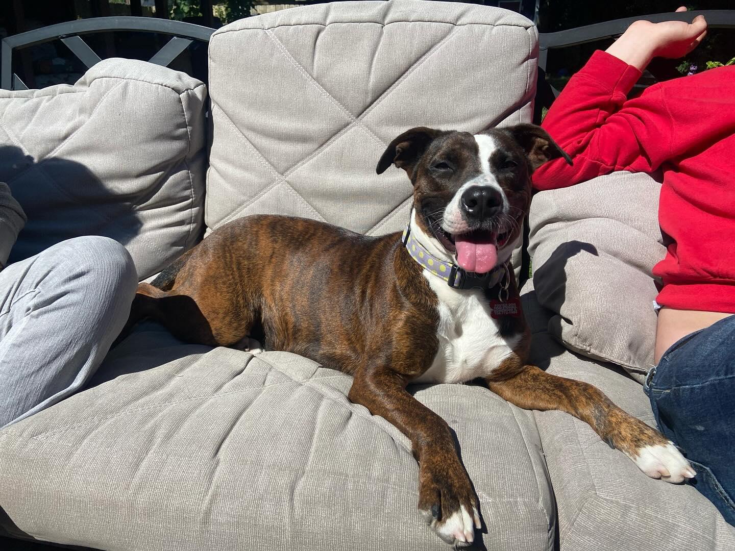 Enlarge Margo, a ADOPTABLE mixed breed in Flossmoor, IL image 4/4