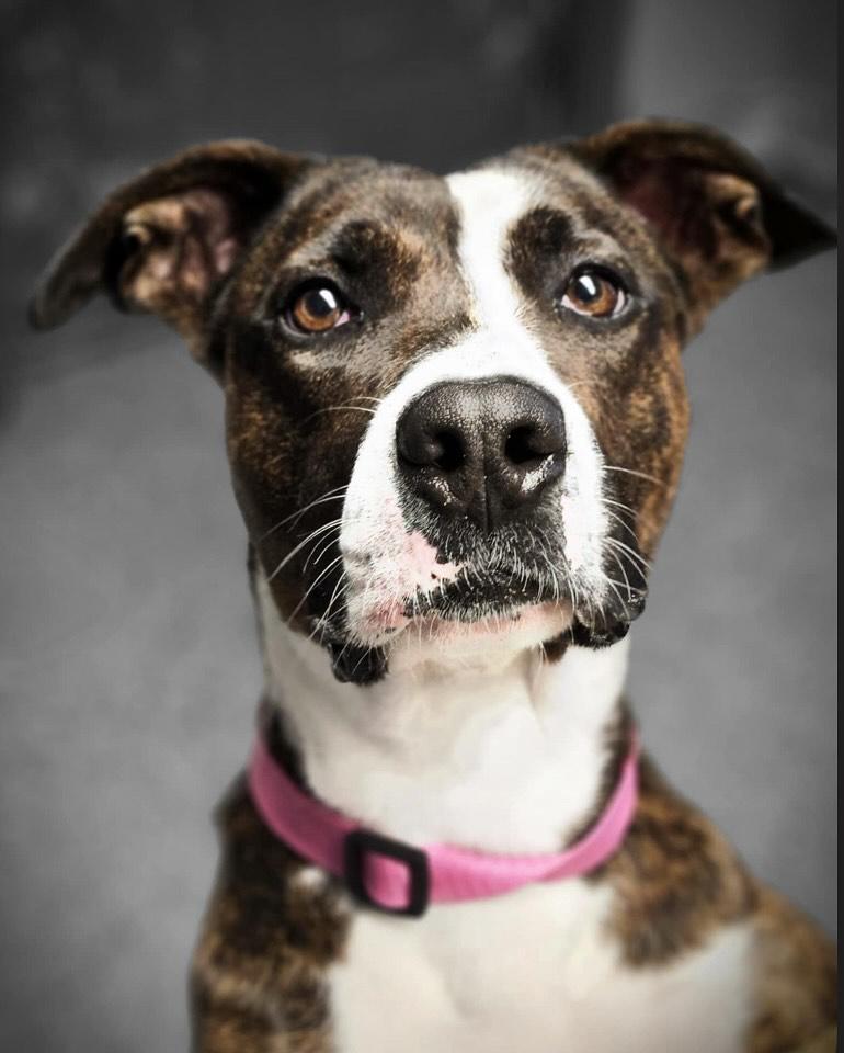 Enlarge Margo, a ADOPTABLE mixed breed in Flossmoor, IL image 3/4