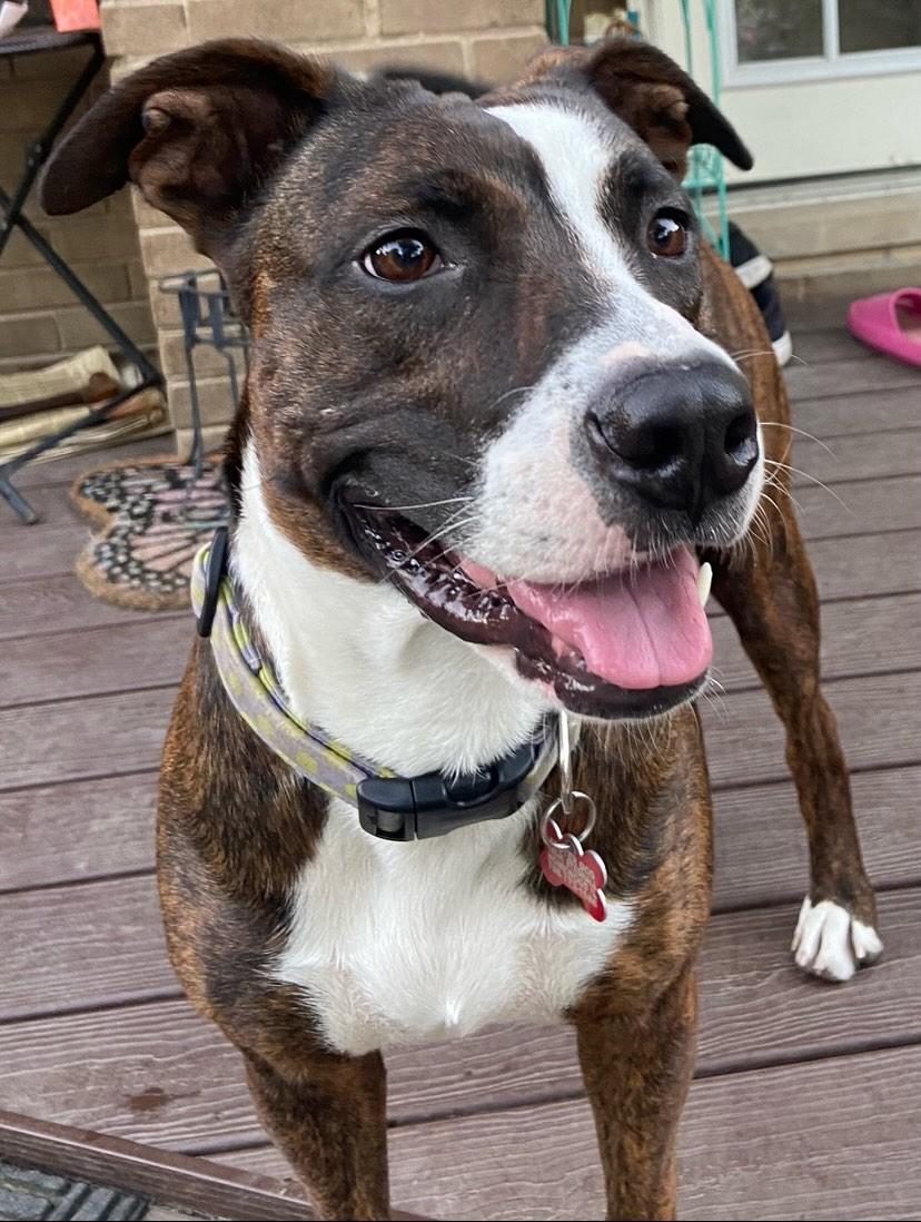 Margo, ADOPTABLE, Adult Female Pit Bull Terrier & Boxer.