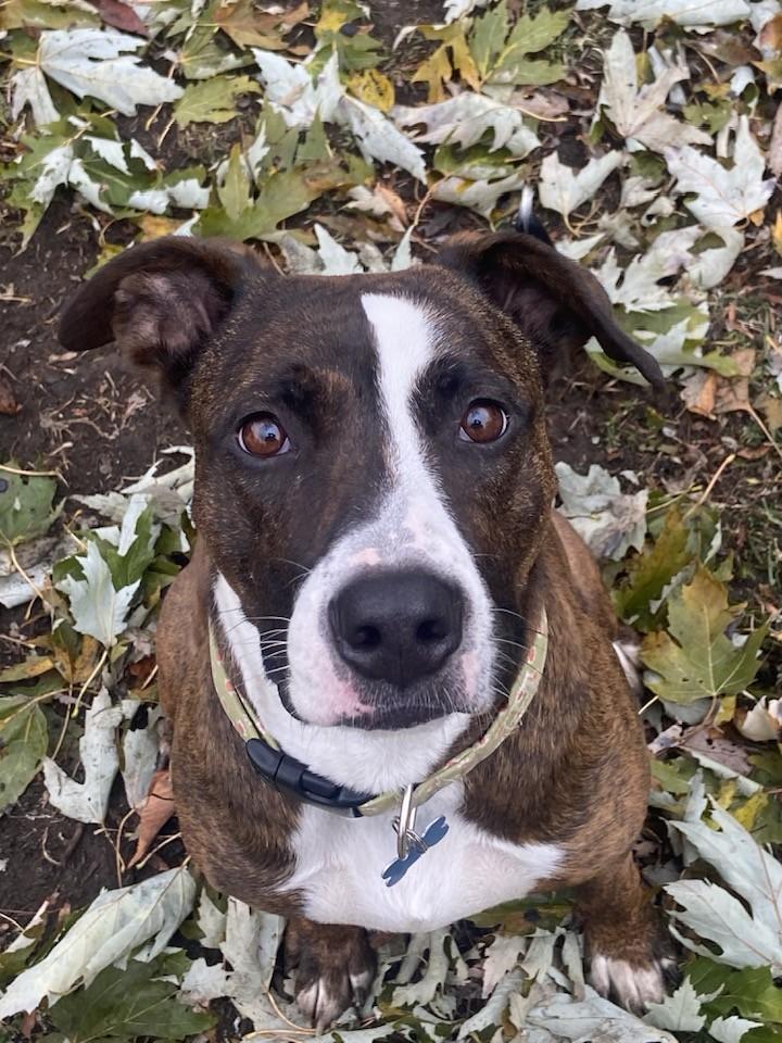 Enlarge Margo, a ADOPTABLE mixed breed in Flossmoor, IL image 2/4