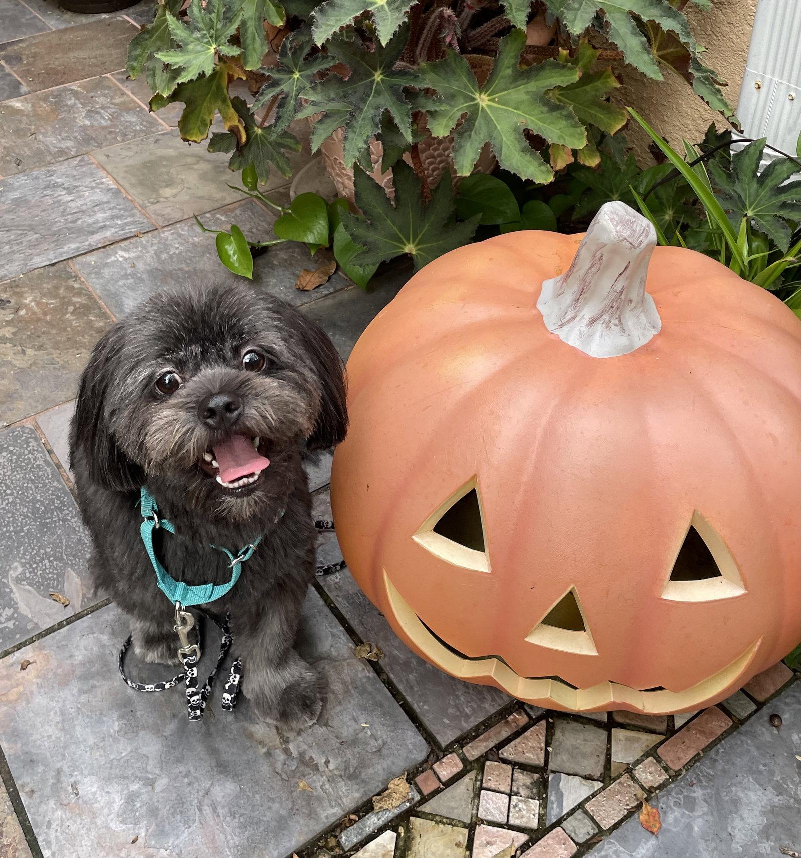 Teddy & Bear 2, Adoptable, Young Male Shih Tzu.