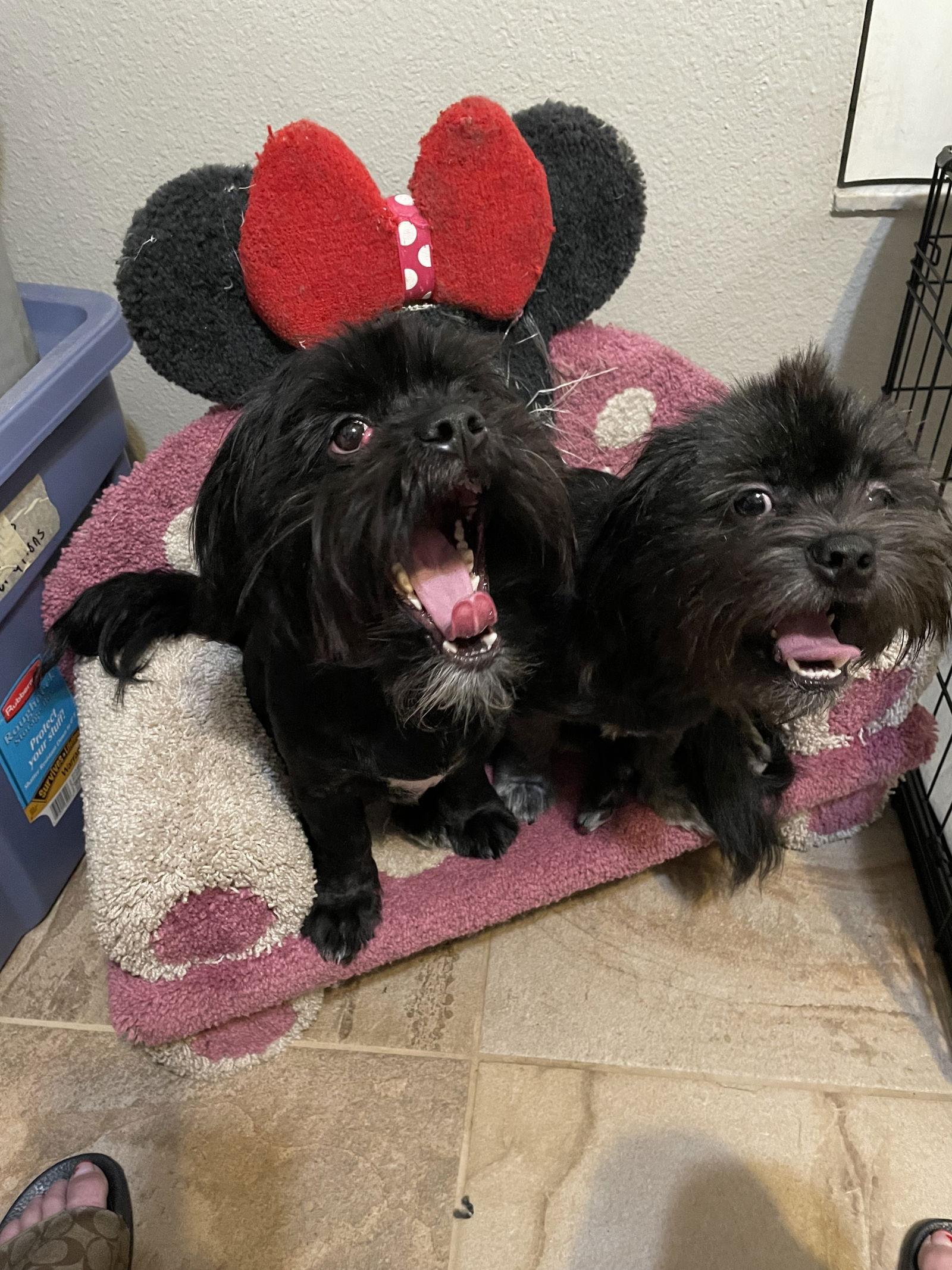 Enlarge Teddy & Bear 2, a Adoptable Shih Tzu in Valrico, FL image 1/3