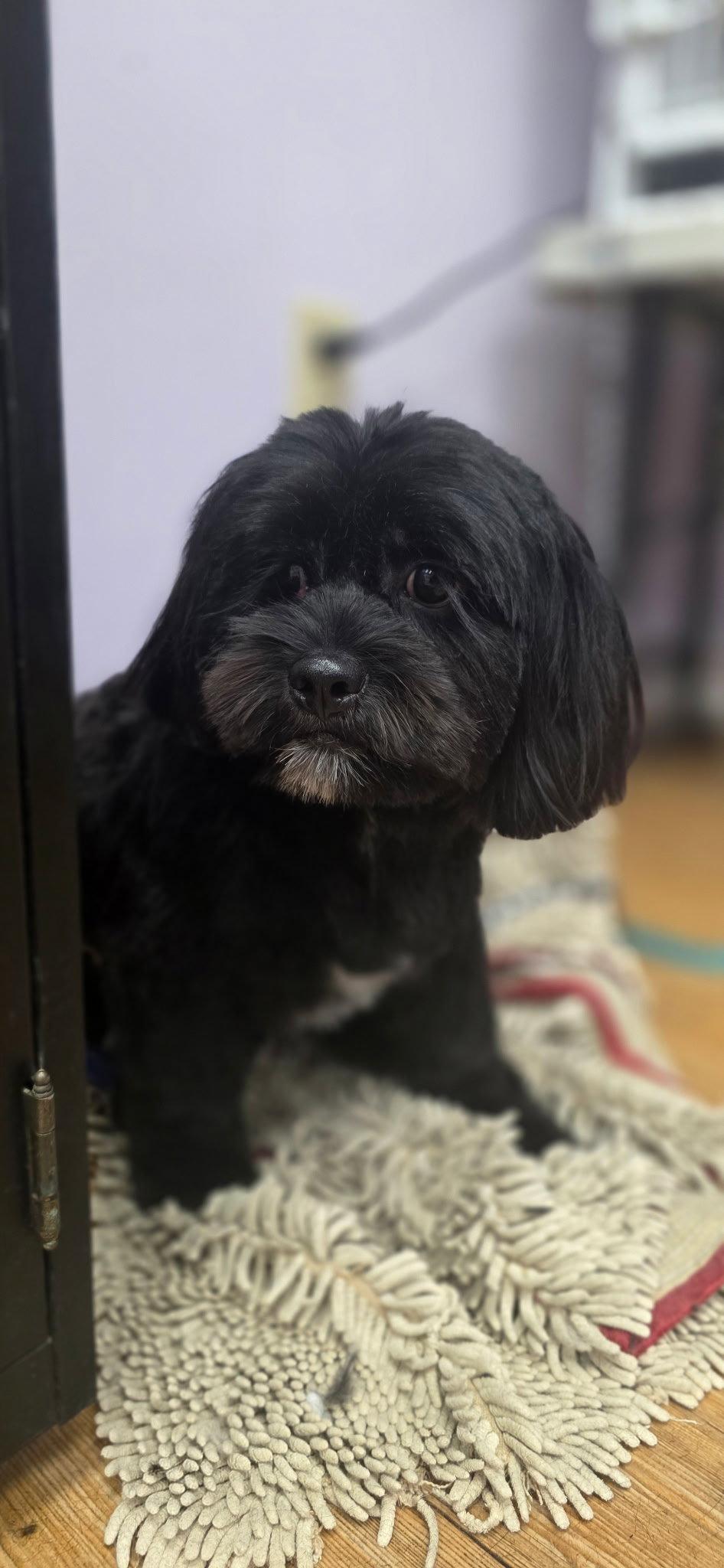 Enlarge Teddy & Bear 2, a Adoptable Shih Tzu in Valrico, FL image 2/3