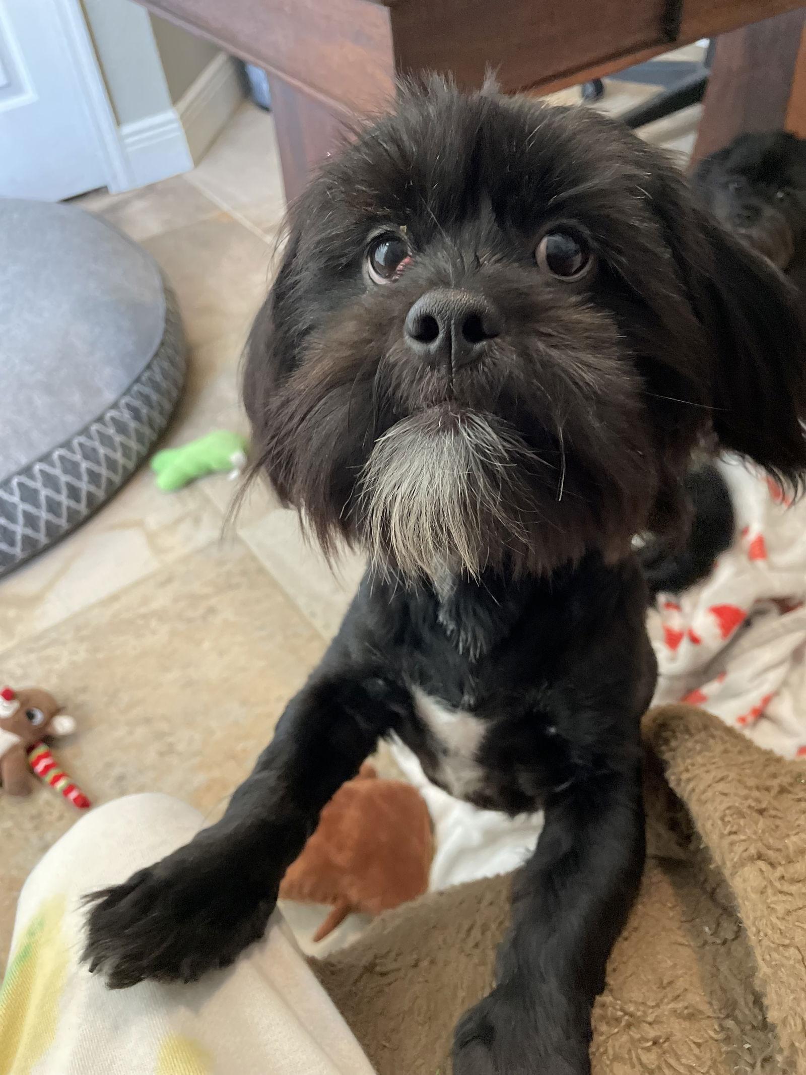 Enlarge Teddy & Bear 2, a Adoptable Shih Tzu in Valrico, FL image 3/3