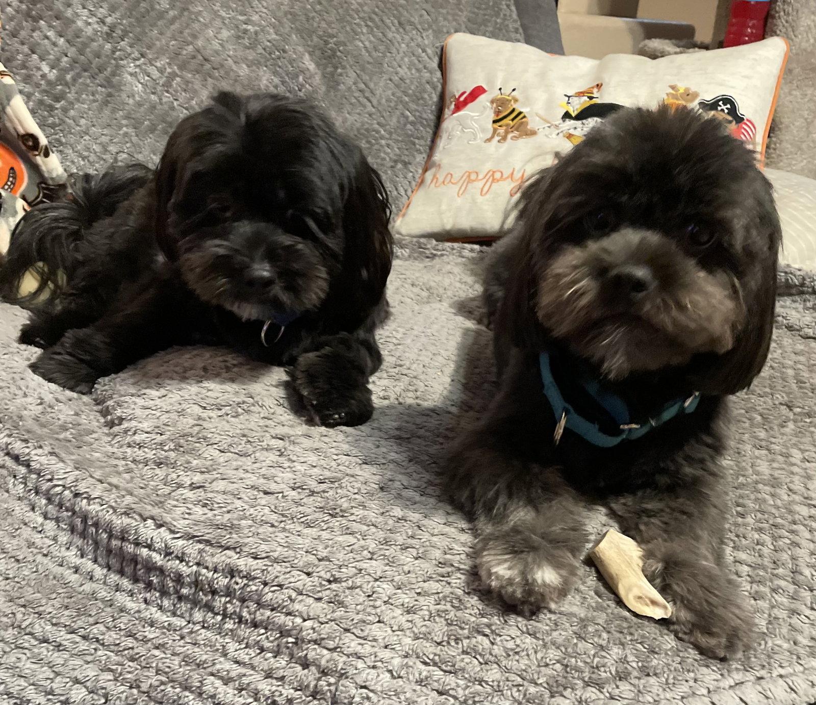 Enlarge Teddy & Bear 2, a Adoptable Shih Tzu in Valrico, FL image 3/3