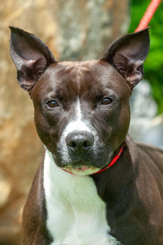 Blaze, a Adoptable Pit Bull Terrier in Johnson City, TN image 2/3