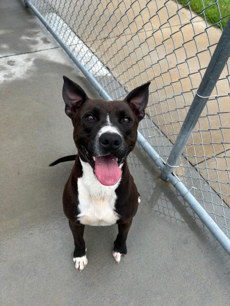 Blaze, a Adoptable Pit Bull Terrier in Johnson City, TN image 3/3