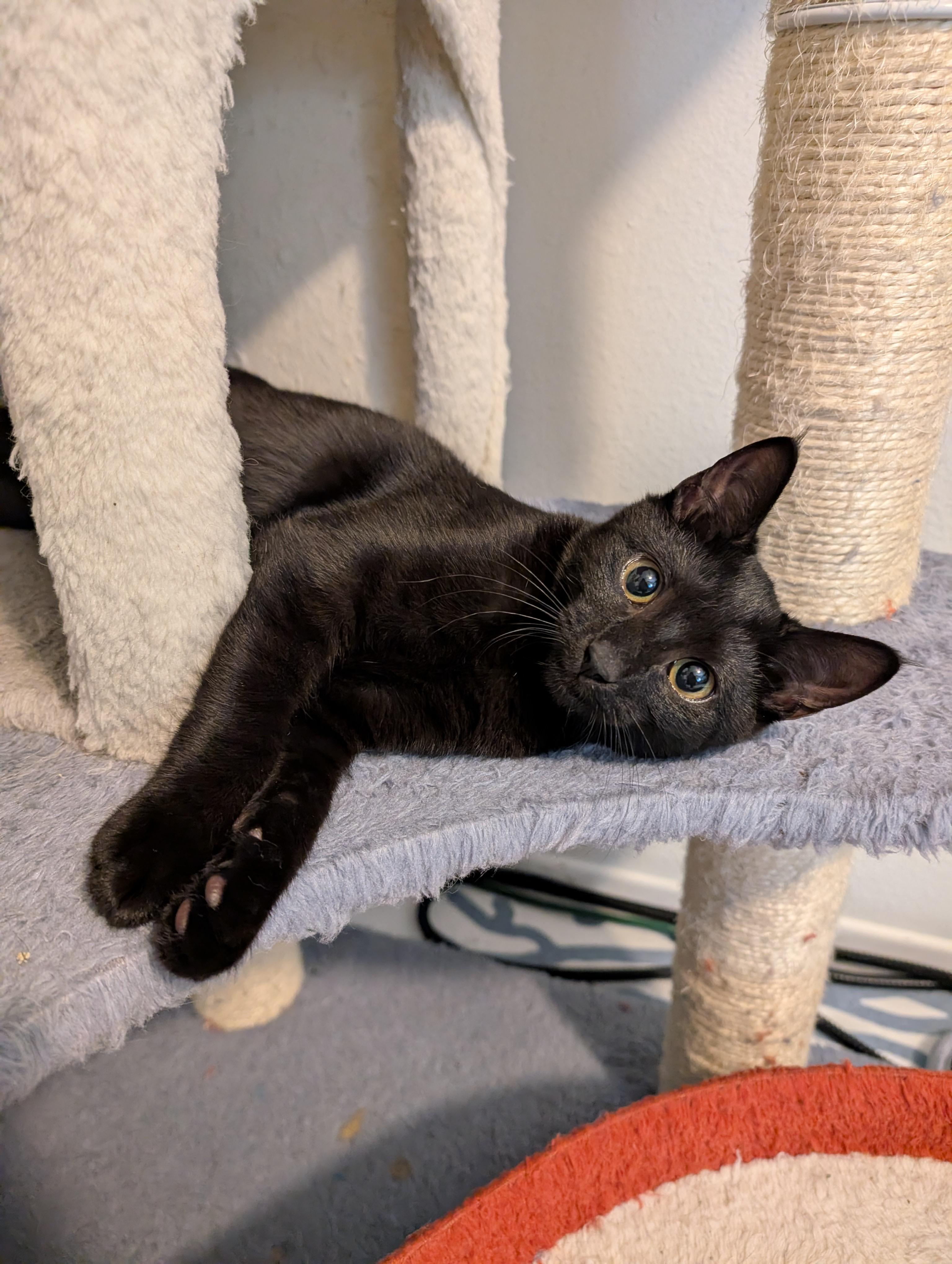 Toothless, an adopted mixed breed in Beaverton, OR image 1/3