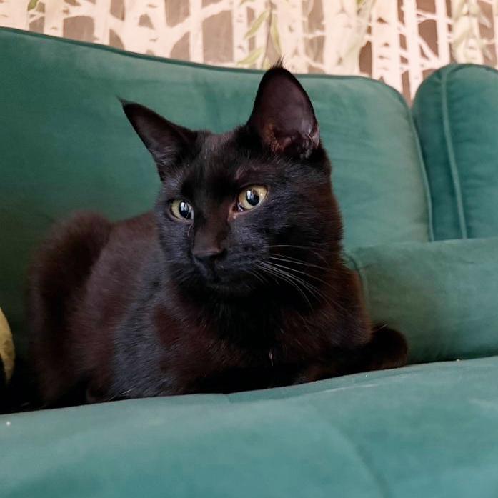 Toothless, an adopted mixed breed in Beaverton, OR image 2/3