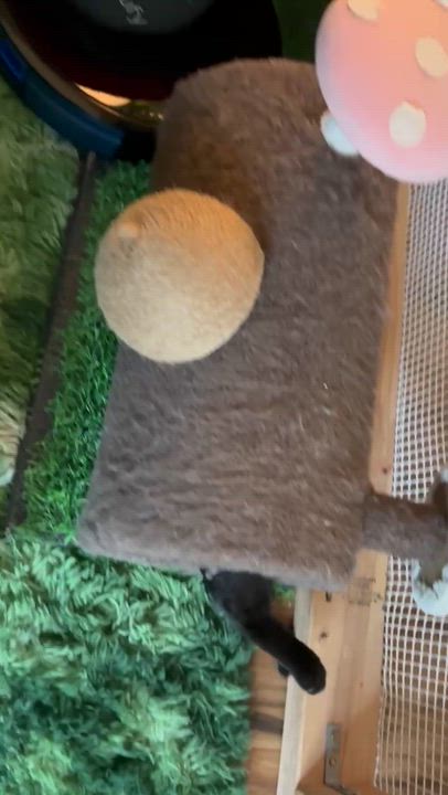 Enlarge Toothless, an adopted mixed breed in Beaverton, OR video 3/3