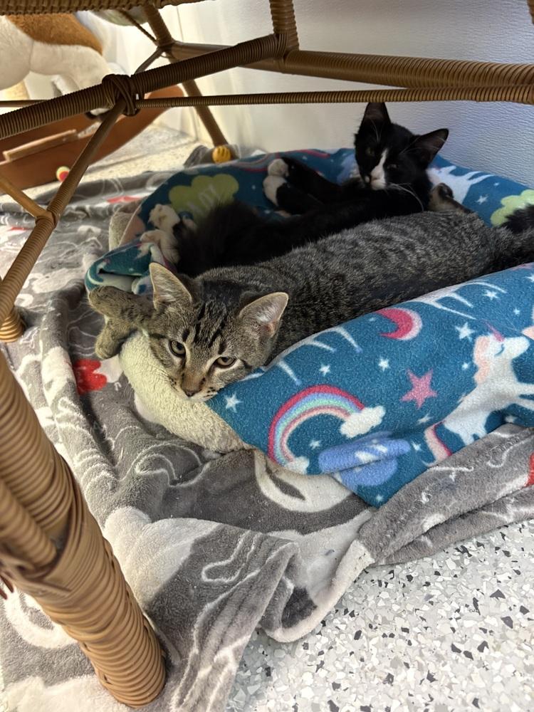 Starbuck, Adoptable, Kitten Male Domestic Short Hair.