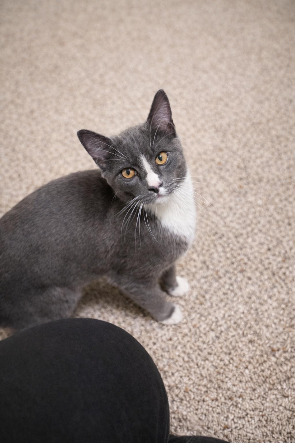 Enlarge Pippin, a Adoption Pending Domestic Short Hair in Rio Linda, CA image 1/1