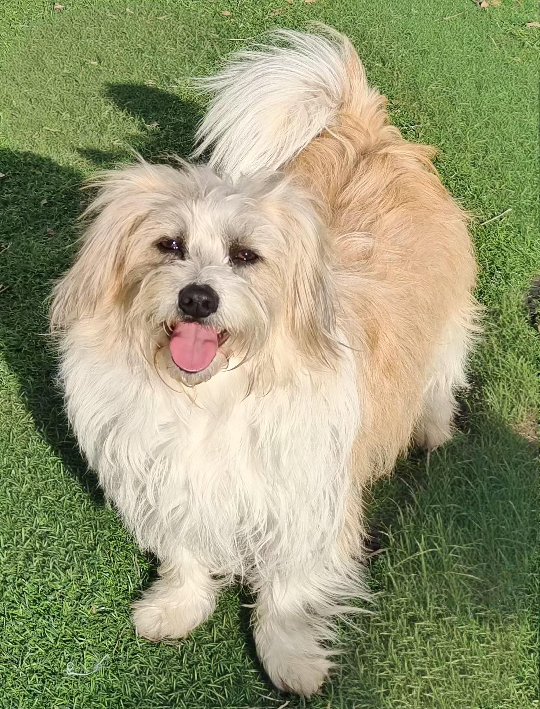 Enlarge Cookie, a Adopted Havanese in Richmond, BC image 1/5