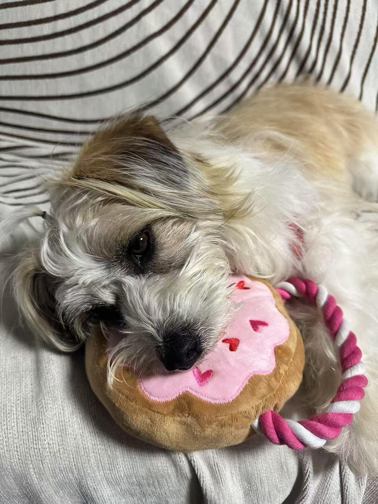 Enlarge Cookie, a Adopted Havanese in Richmond, BC image 4/5