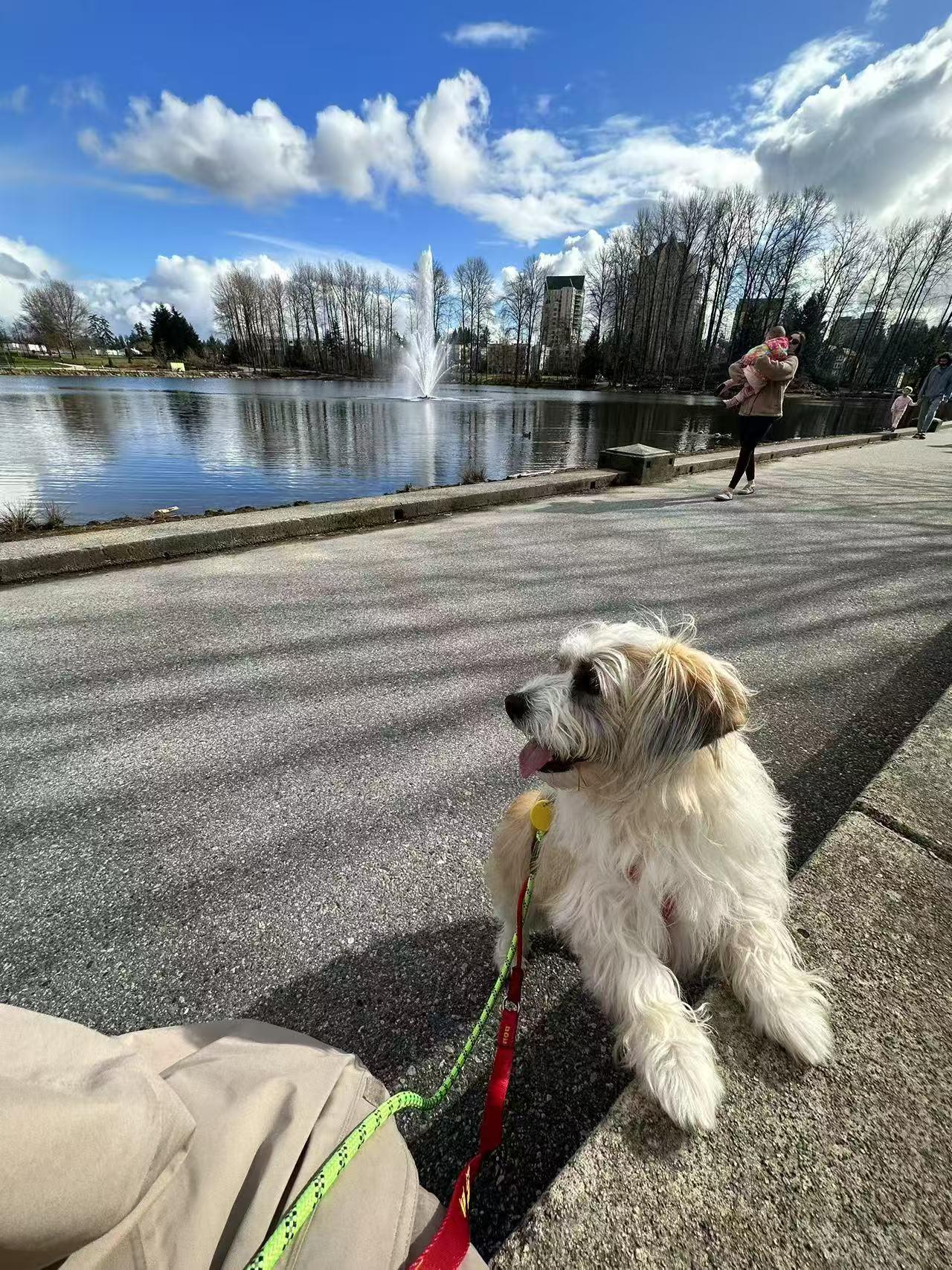 Enlarge Cookie, a Adopted Havanese in Richmond, BC image 2/5