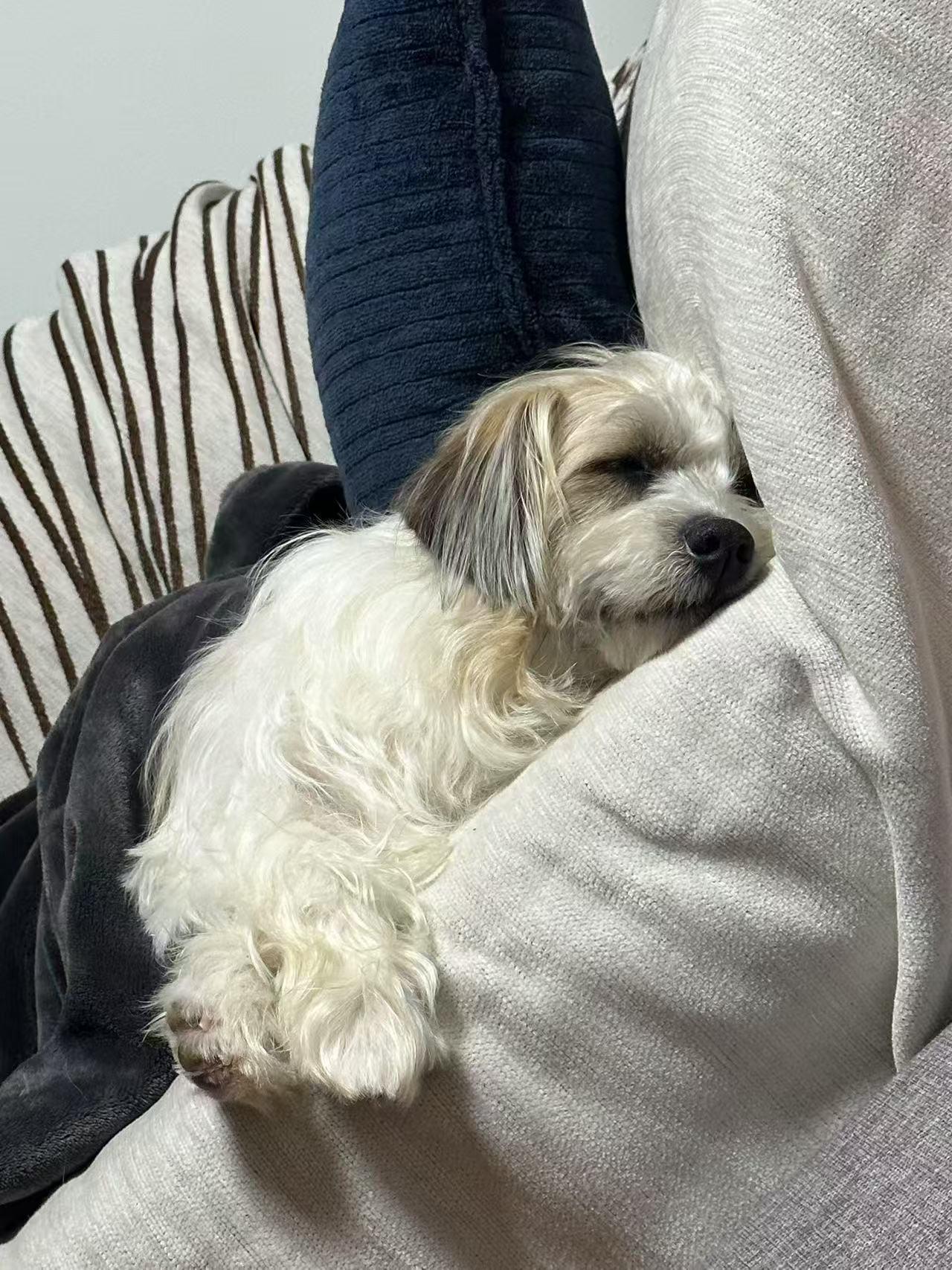 Enlarge Cookie, a Adopted Havanese in Richmond, BC image 5/5