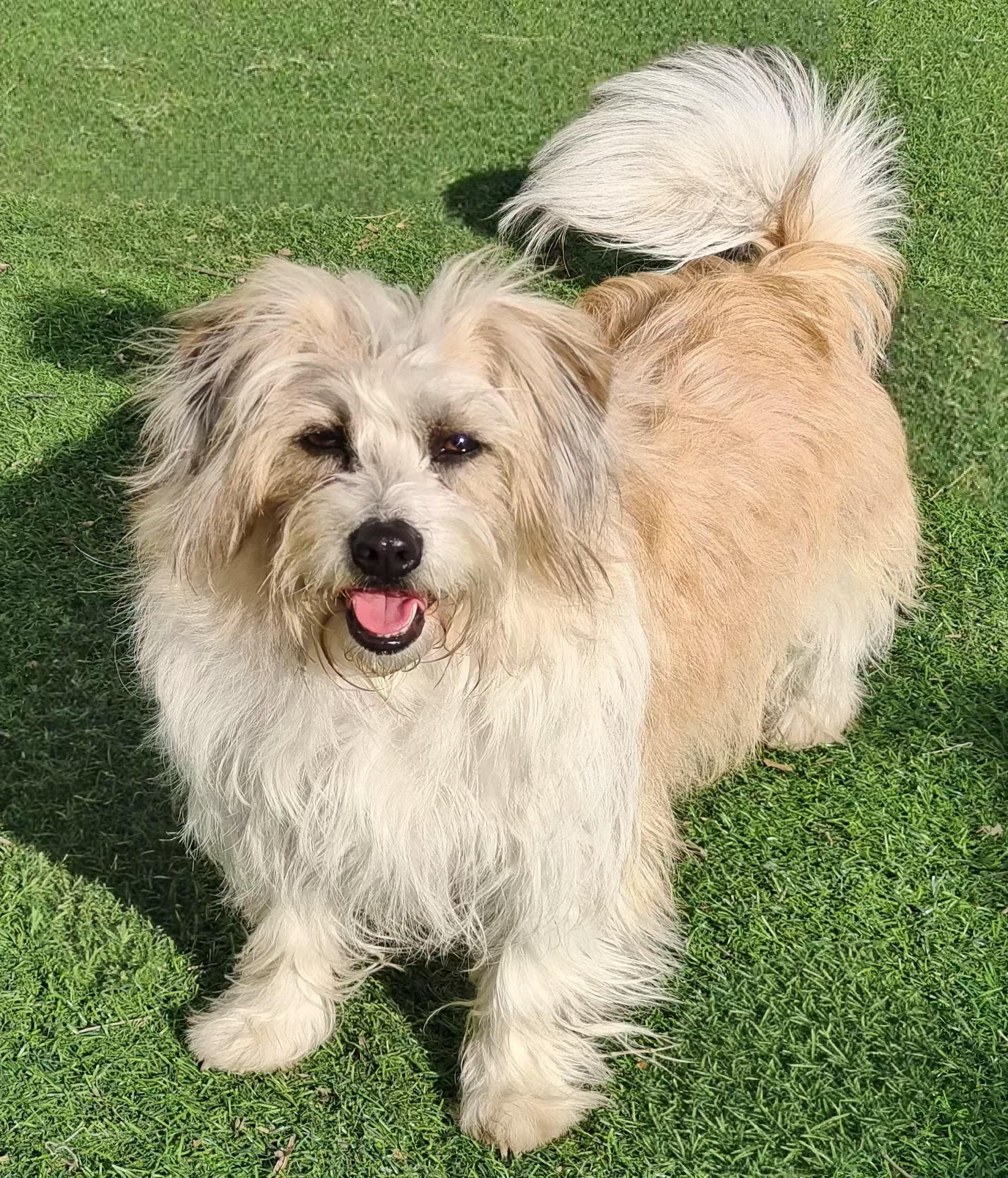 Enlarge Cookie, a Adopted Havanese in Richmond, BC image 3/5