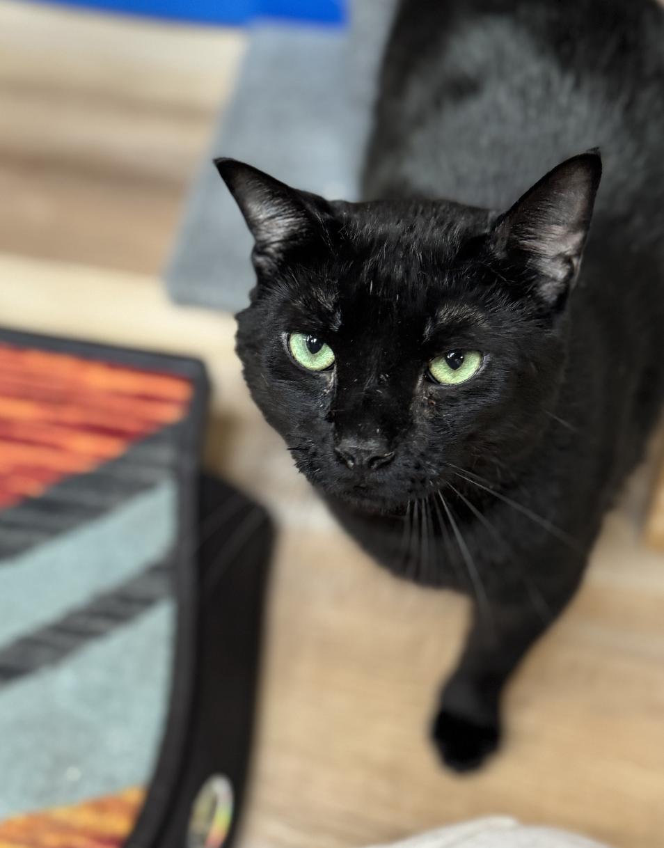 Enlarge Fable, a ADOPTABLE Domestic Short Hair in Courtenay, BC image 1/4