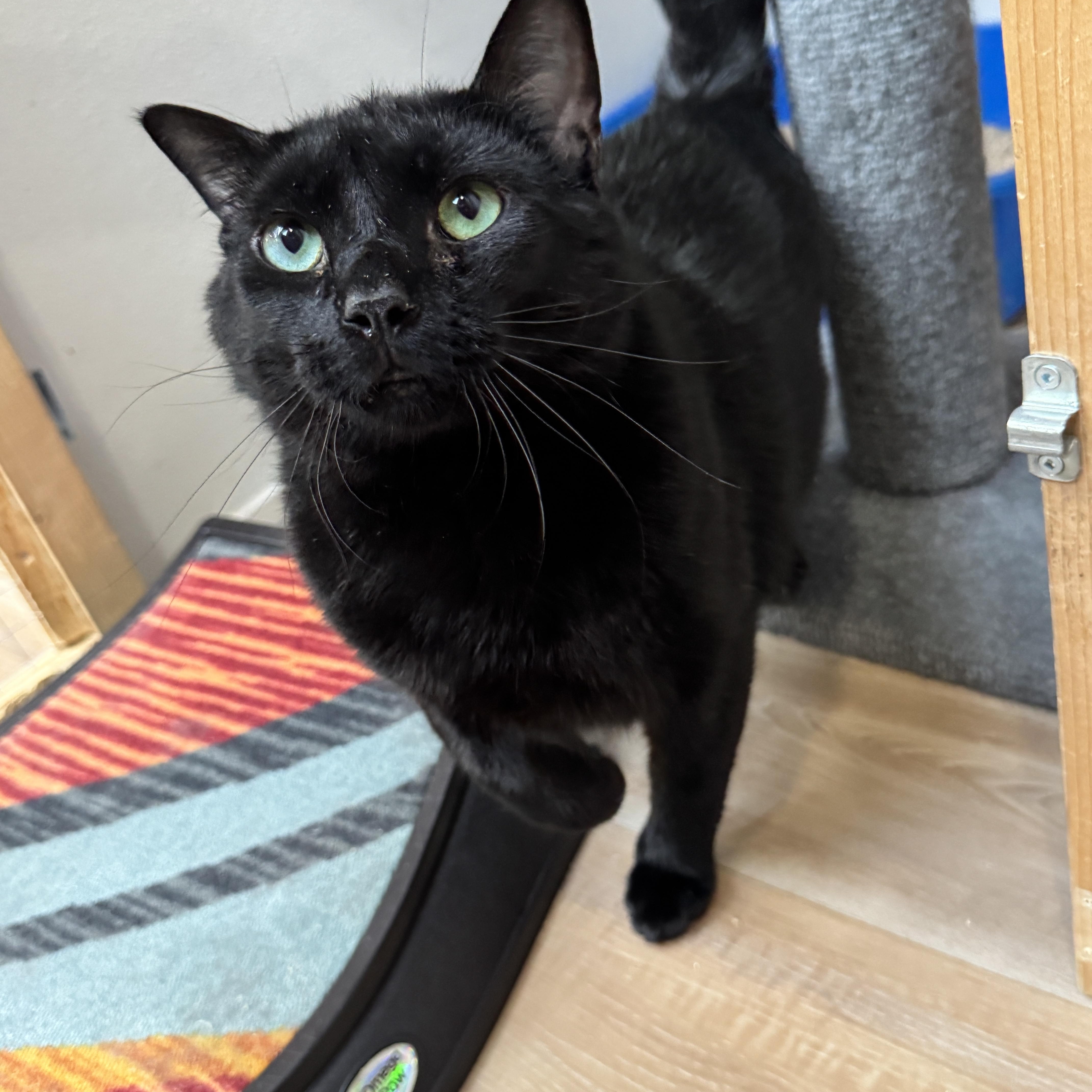 Enlarge Fable, a ADOPTABLE Domestic Short Hair in Courtenay, BC image 2/4