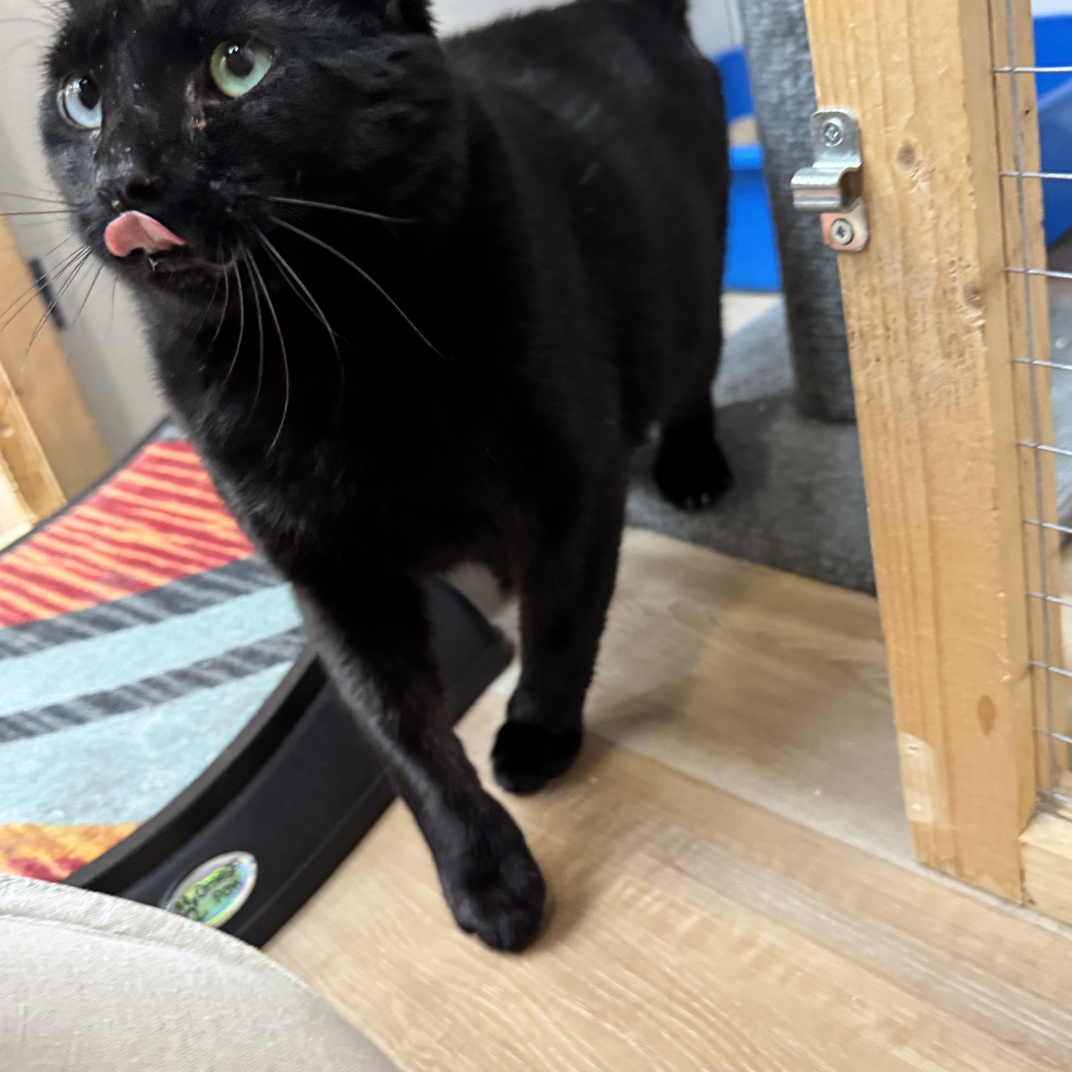 Enlarge Fable, a ADOPTABLE Domestic Short Hair in Courtenay, BC image 3/4