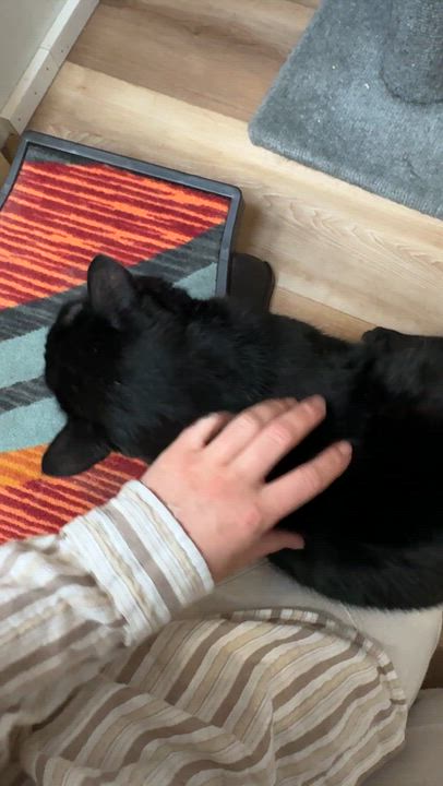 Enlarge Fable, a ADOPTABLE Domestic Short Hair in Courtenay, BC video 4/4