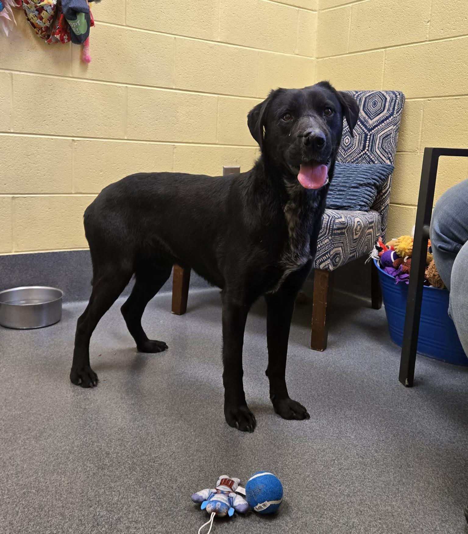 Enlarge Barber-Rescued cn, an adopted mixed breed in Amherst, VA image 6/6