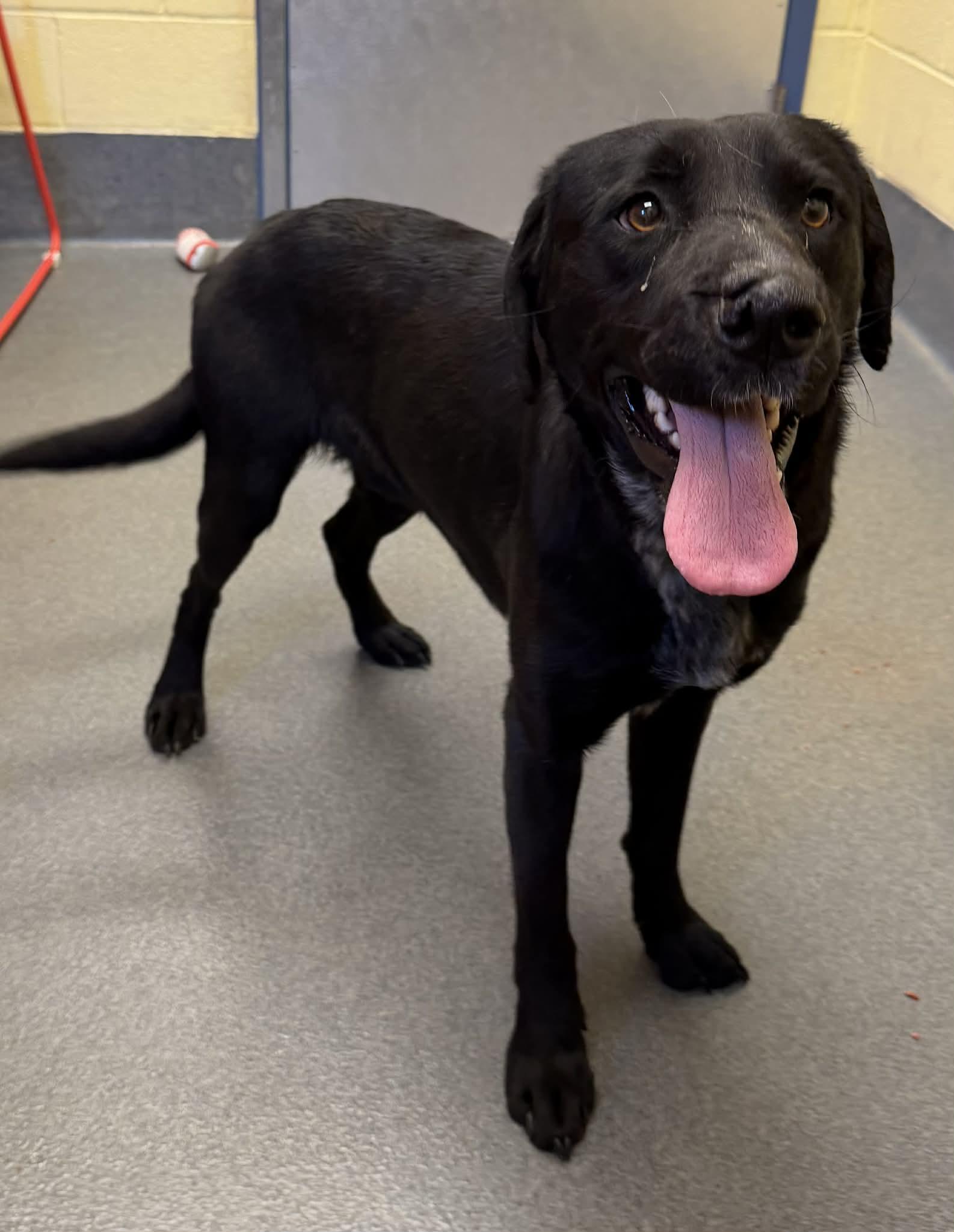 Enlarge Barber-Rescued cn, an adopted mixed breed in Amherst, VA image 3/6