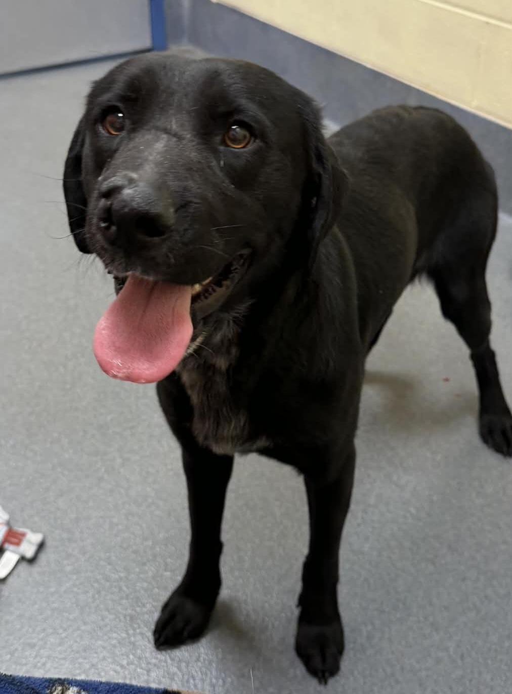 Enlarge Barber-Rescued cn, an adopted mixed breed in Amherst, VA image 2/6