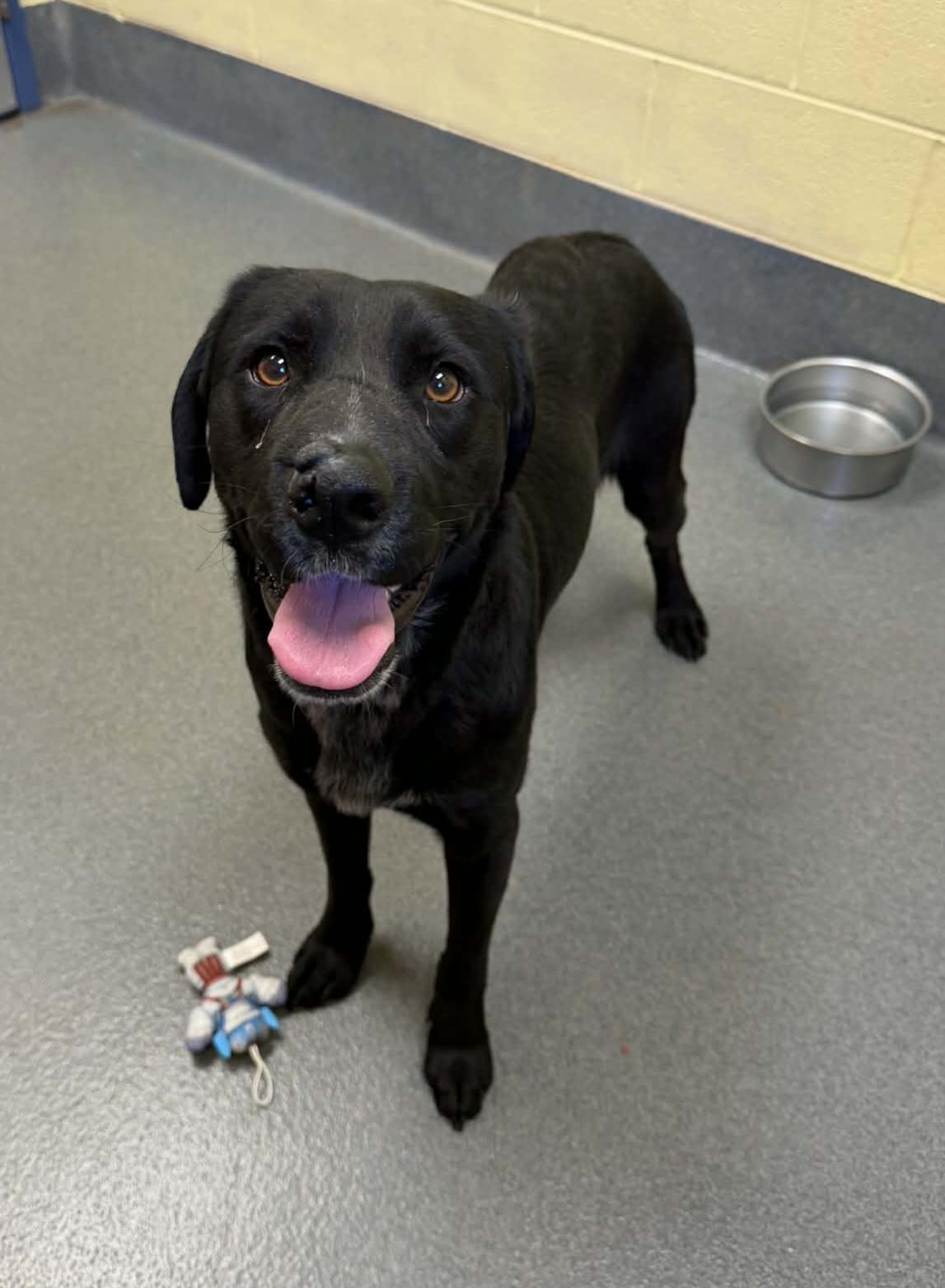 Enlarge Barber-Rescued cn, an adopted mixed breed in Amherst, VA image 5/6