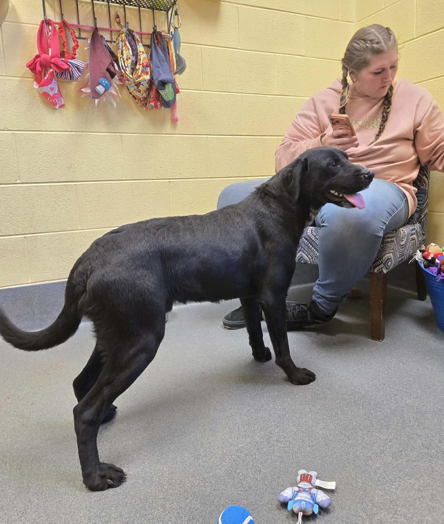 Enlarge Barber-Rescued cn, an adopted mixed breed in Amherst, VA image 4/6