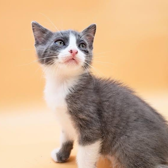 Chrysler, Baby Male Domestic Short Hair