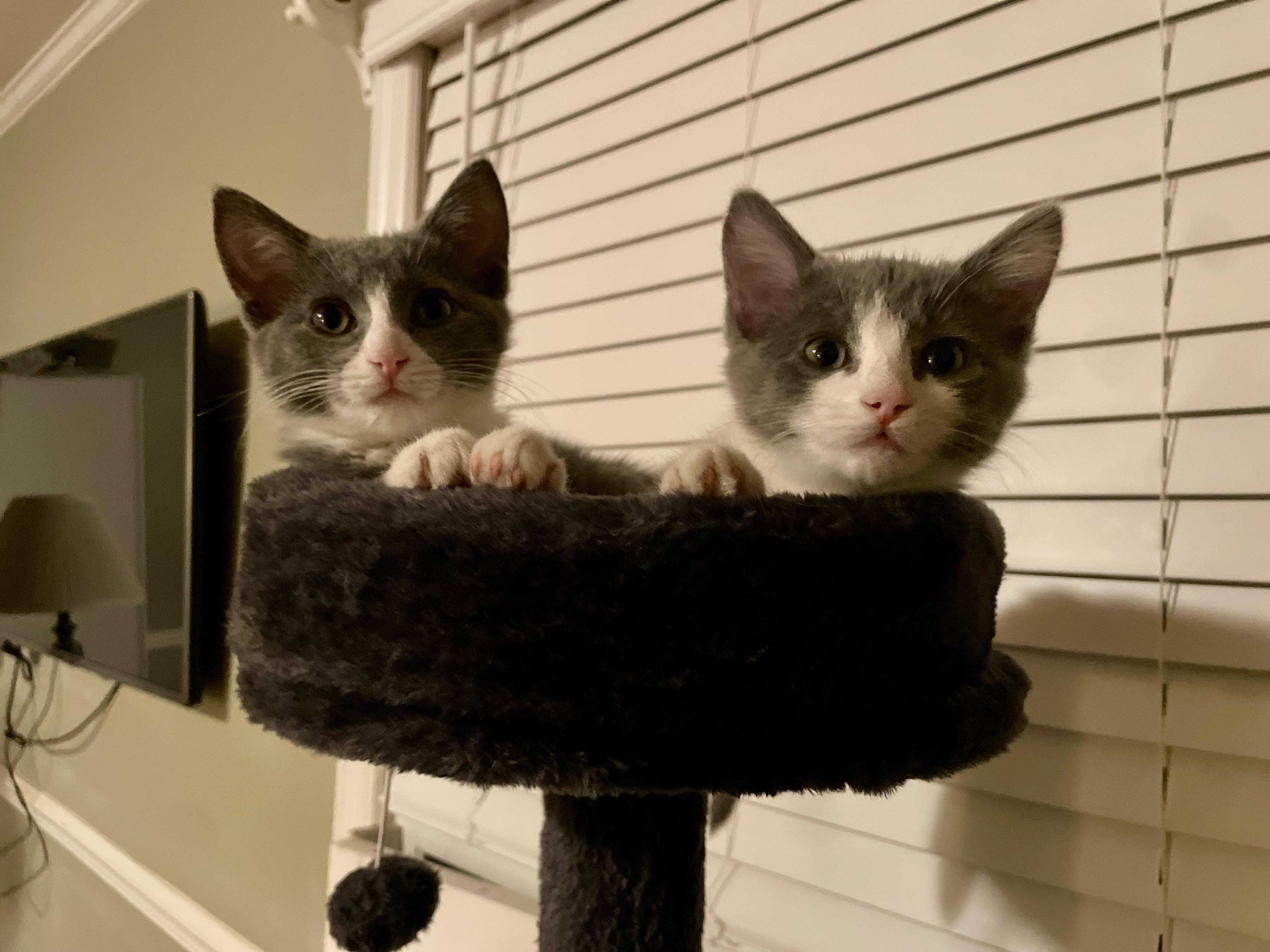 Enlarge Peggy Button, a Adopted Domestic Short Hair in MADISON, AL image 1/5