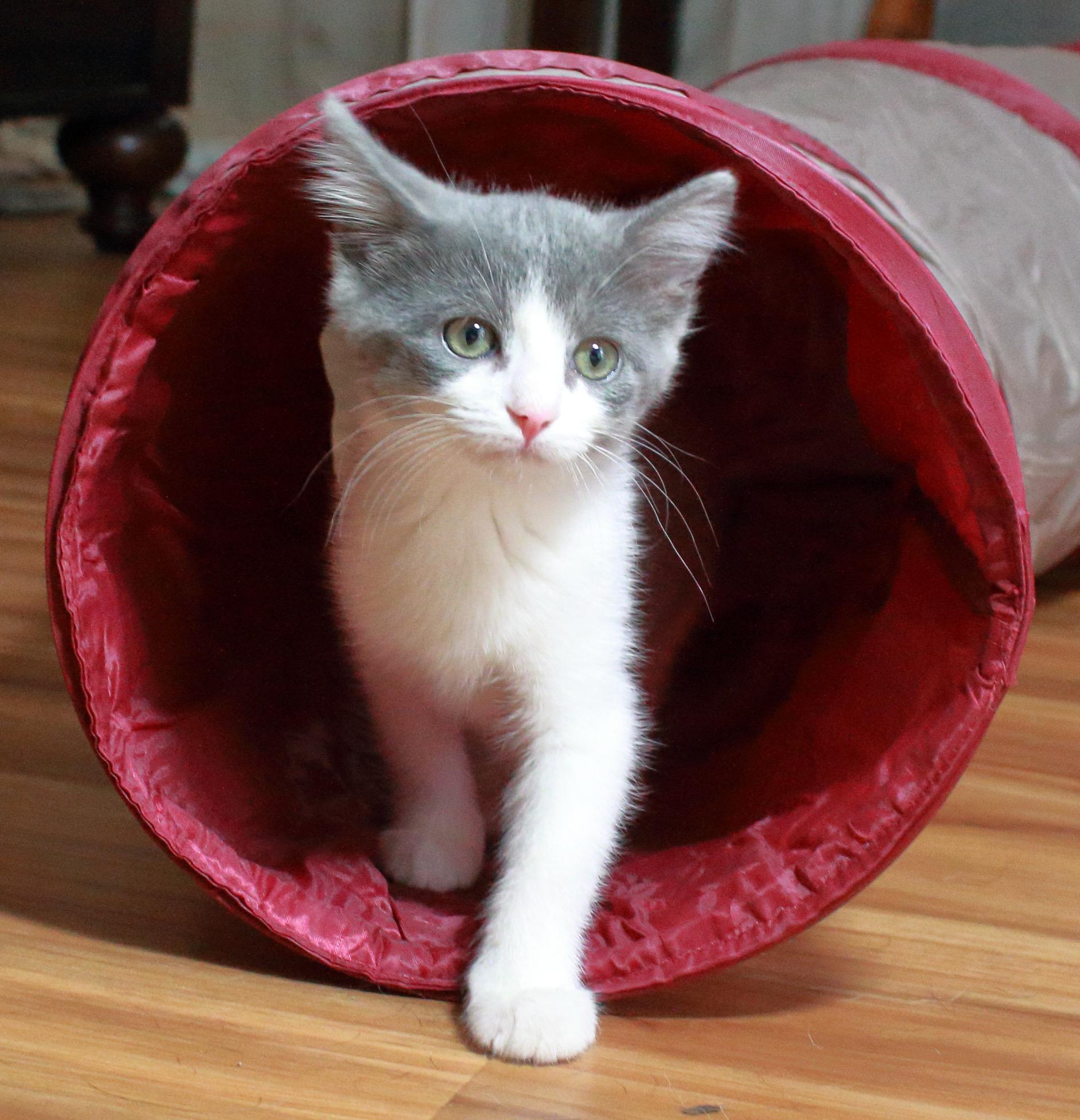 Enlarge Peggy Button, a Adopted Domestic Short Hair in MADISON, AL image 4/5