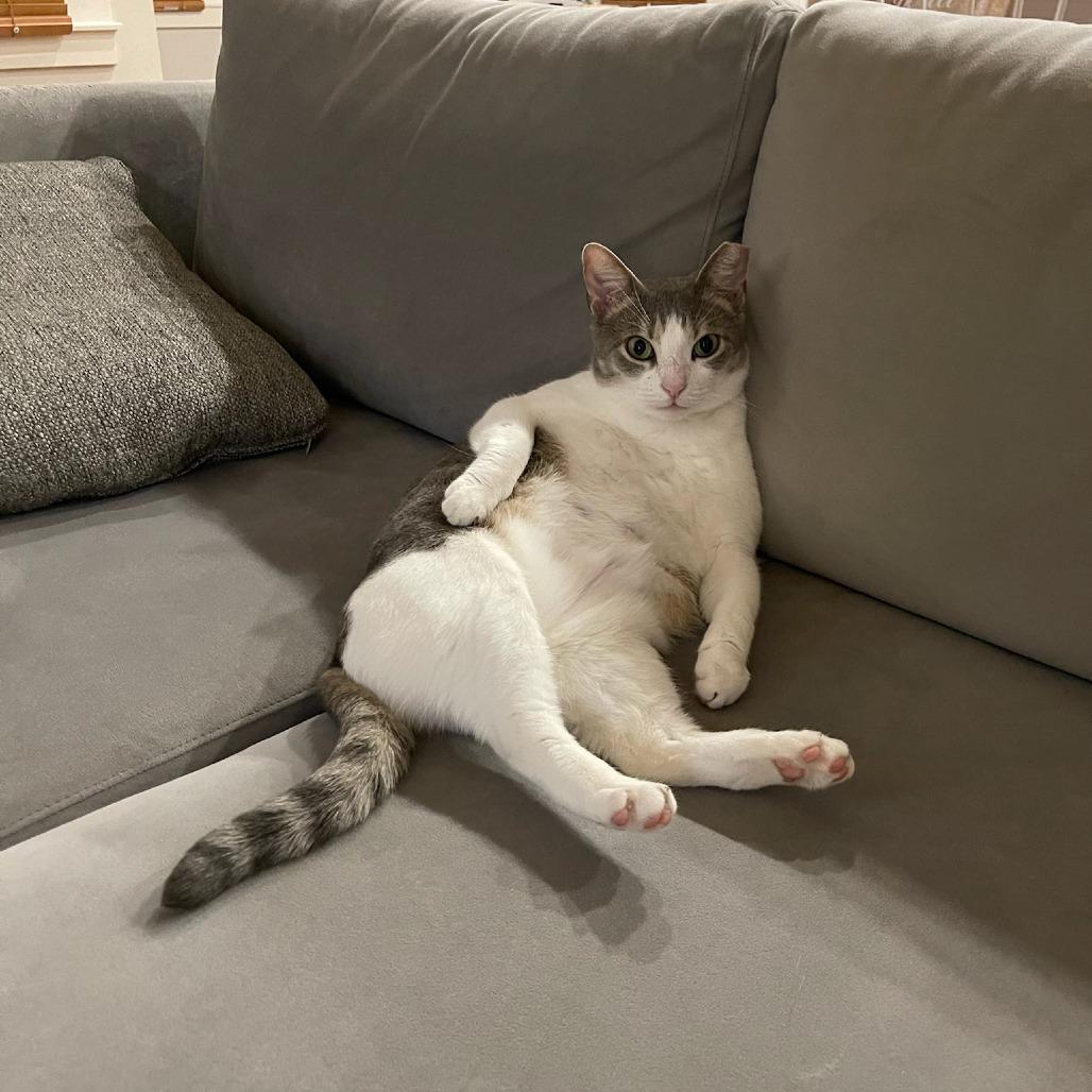 Enlarge Octavia, a Adoptable Domestic Short Hair in Houston, TX image 1/3