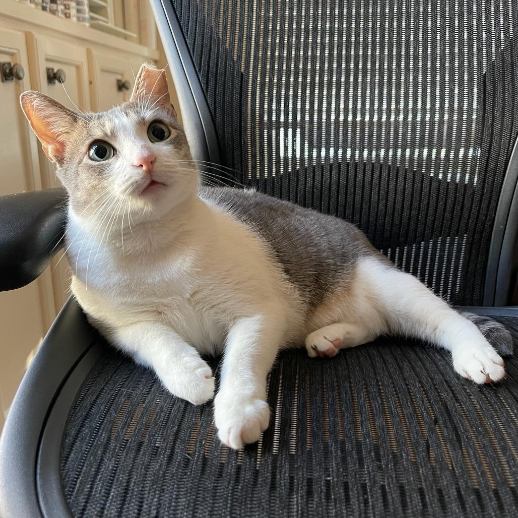 Enlarge Octavia, a Adoptable Domestic Short Hair in Houston, TX image 2/3