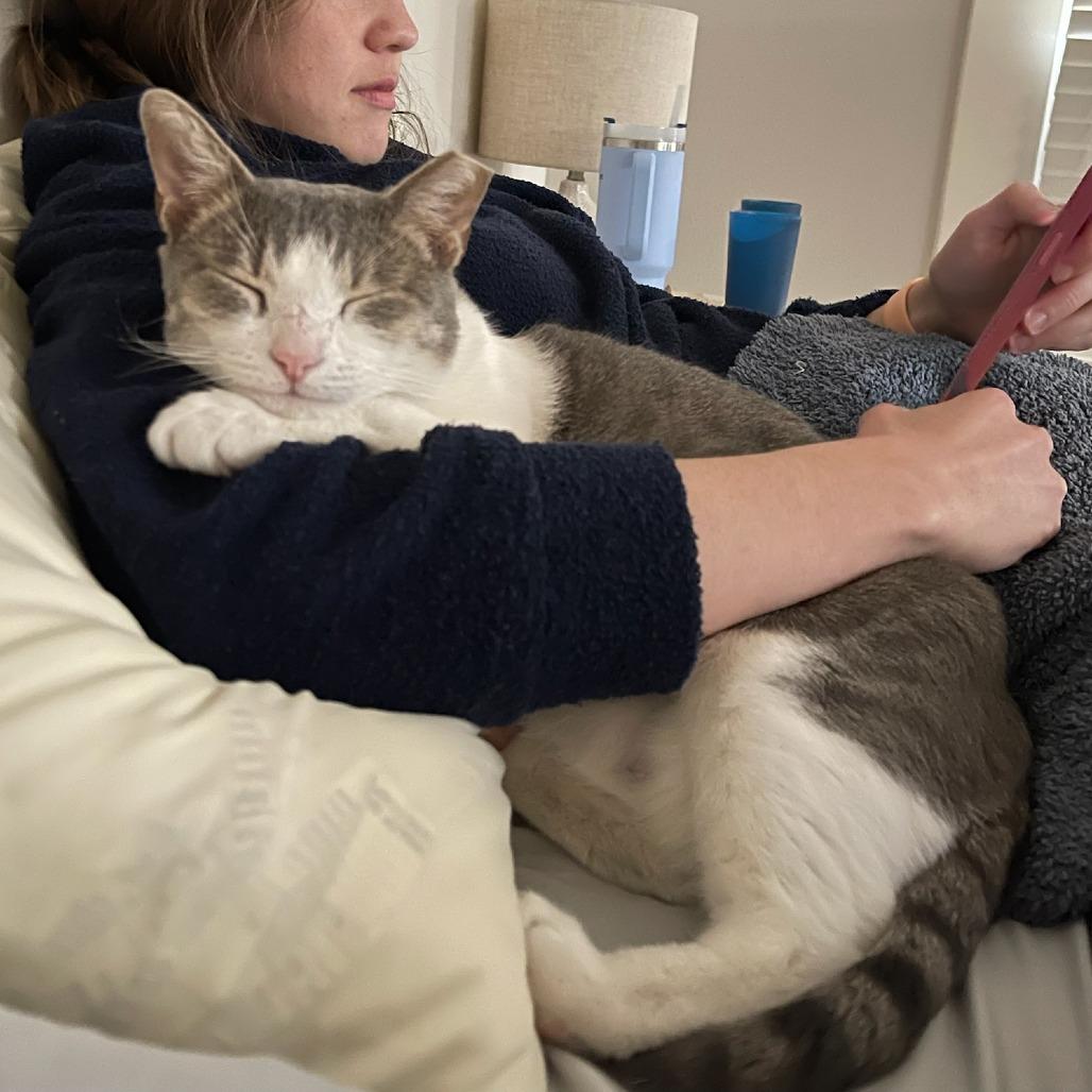 Enlarge Octavia, a Adoptable Domestic Short Hair in Houston, TX image 3/3