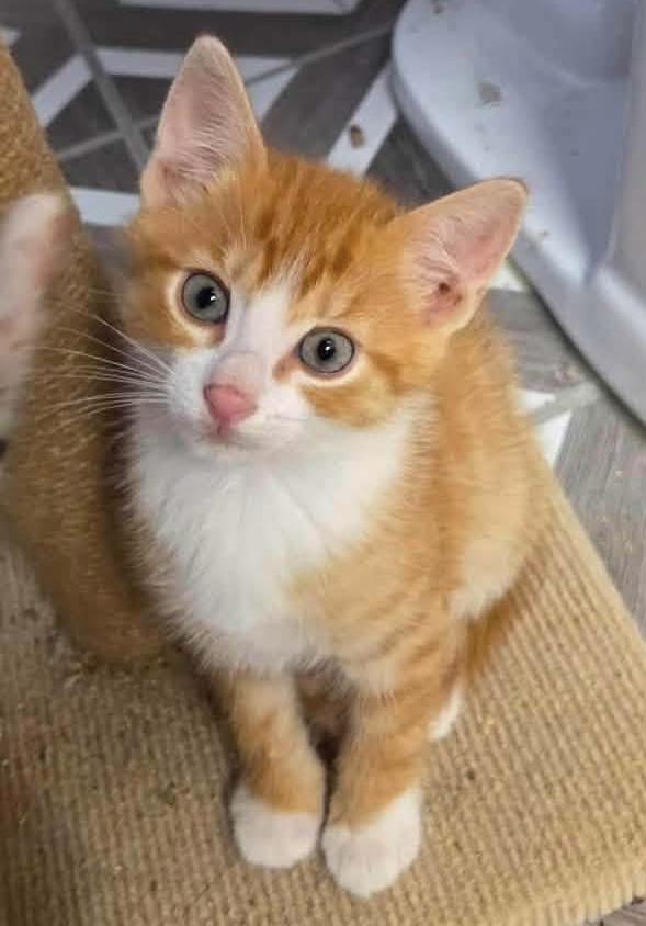 Enlarge Russell, a ADOPTABLE Domestic Short Hair in Breinigsville, PA image 1/1