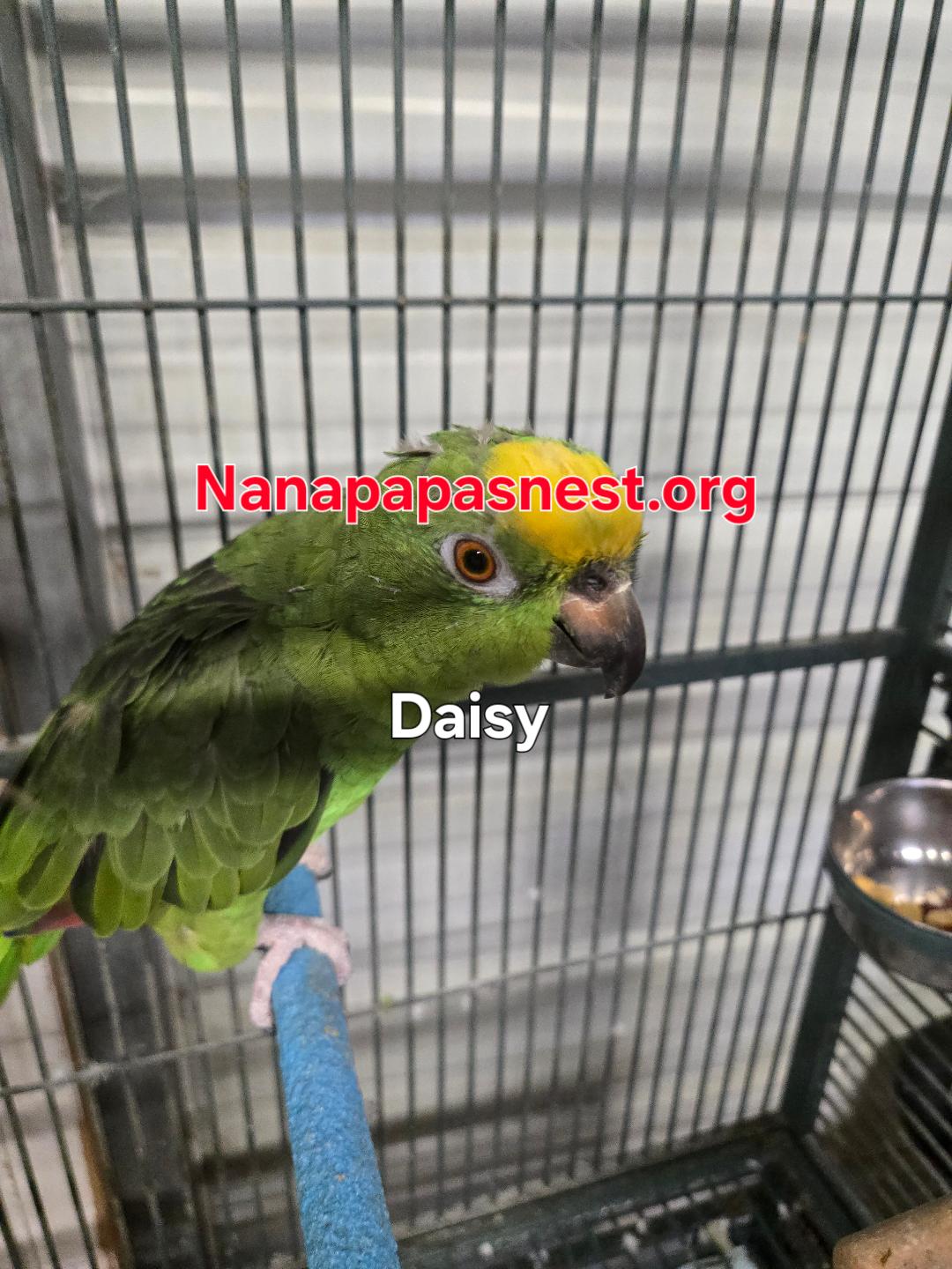 Daisy, adoptable, Adult Female Amazon.