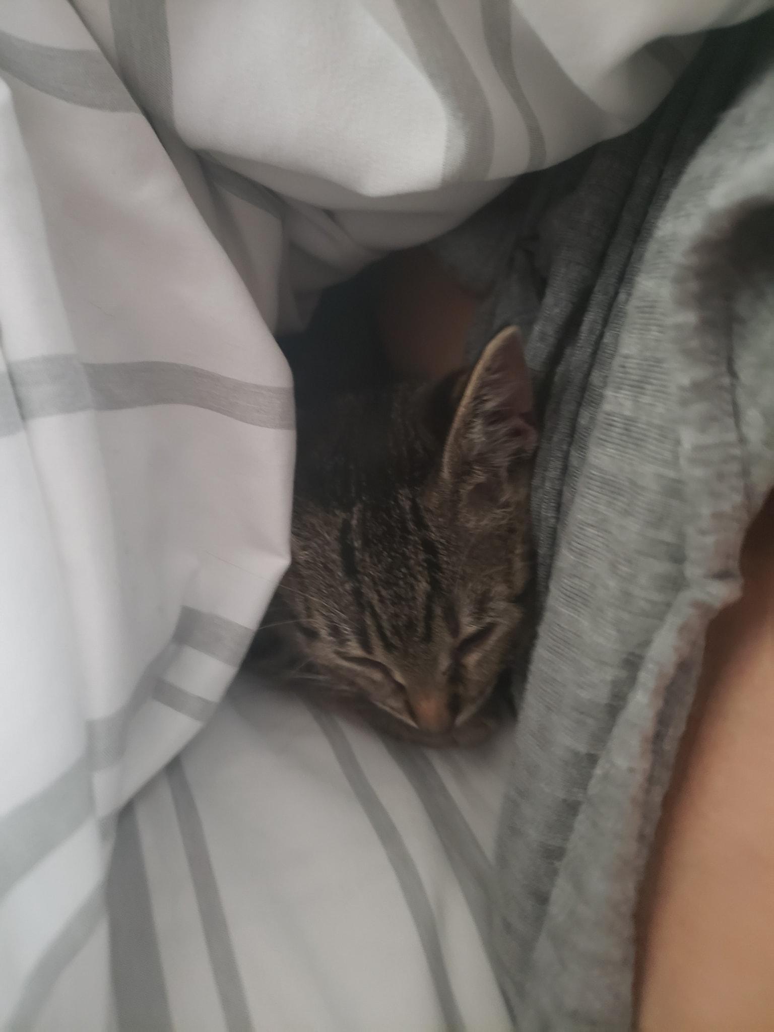 Enlarge Blanche, a Adopted Domestic Short Hair in Rowlett, TX image 1/2
