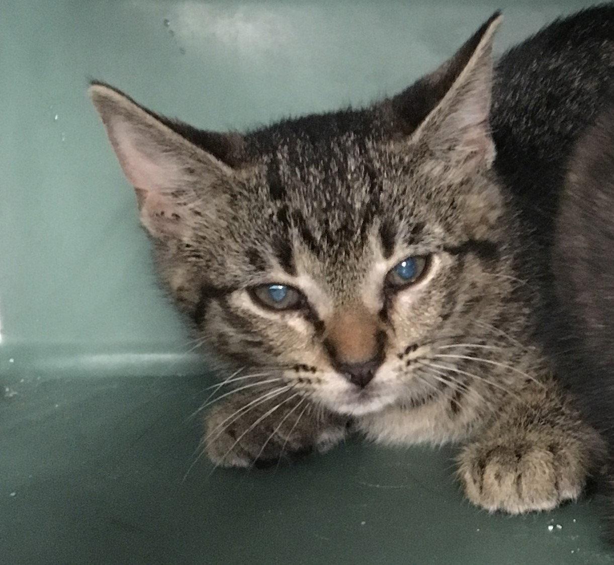 Enlarge Blanche, a Adopted Domestic Short Hair in Rowlett, TX image 2/2