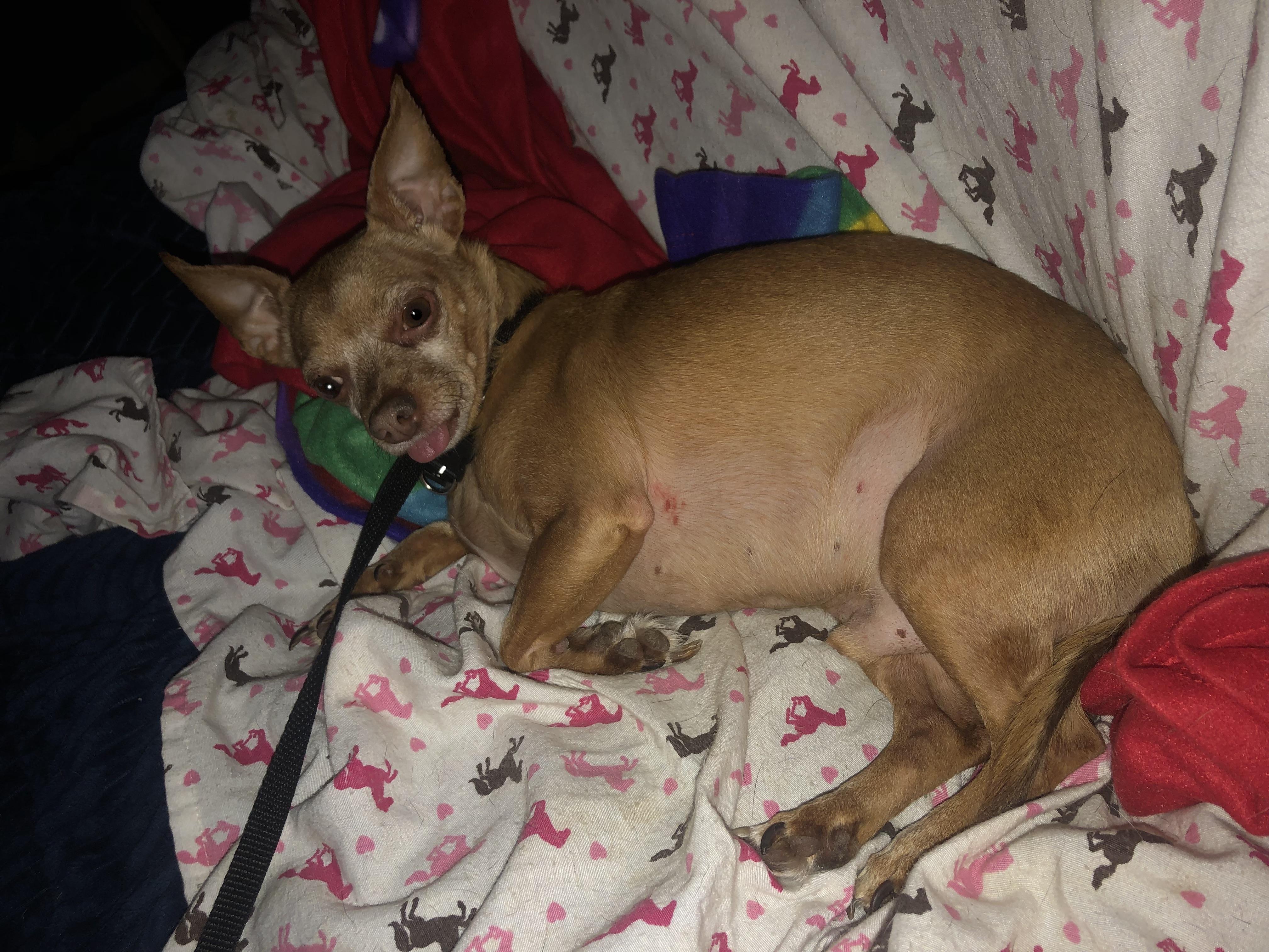 Enlarge Packy, a ADOPTABLE Chihuahua in Oregon, IL image 2/4