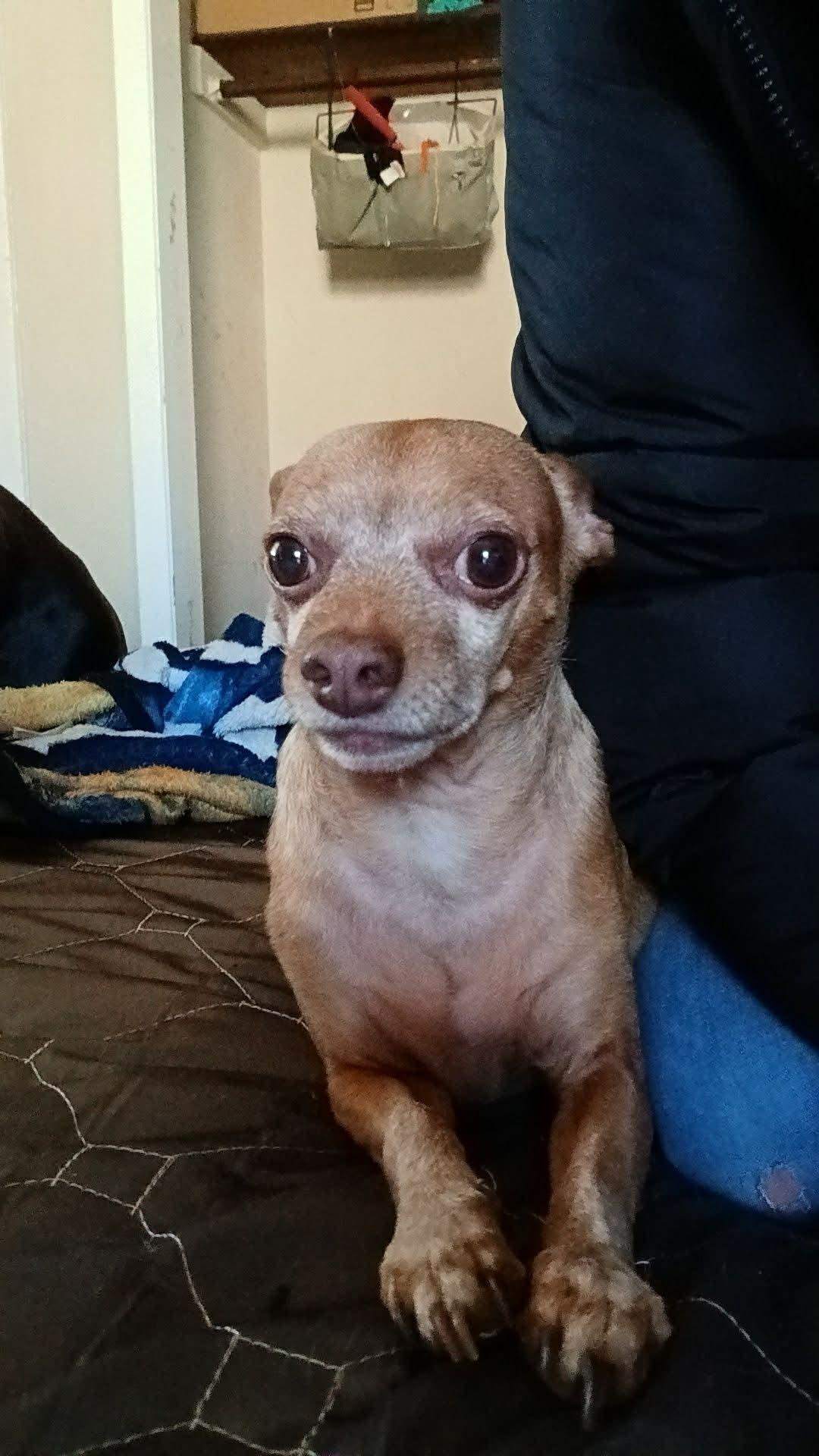 Enlarge Packy, a ADOPTABLE Chihuahua in Oregon, IL image 4/4