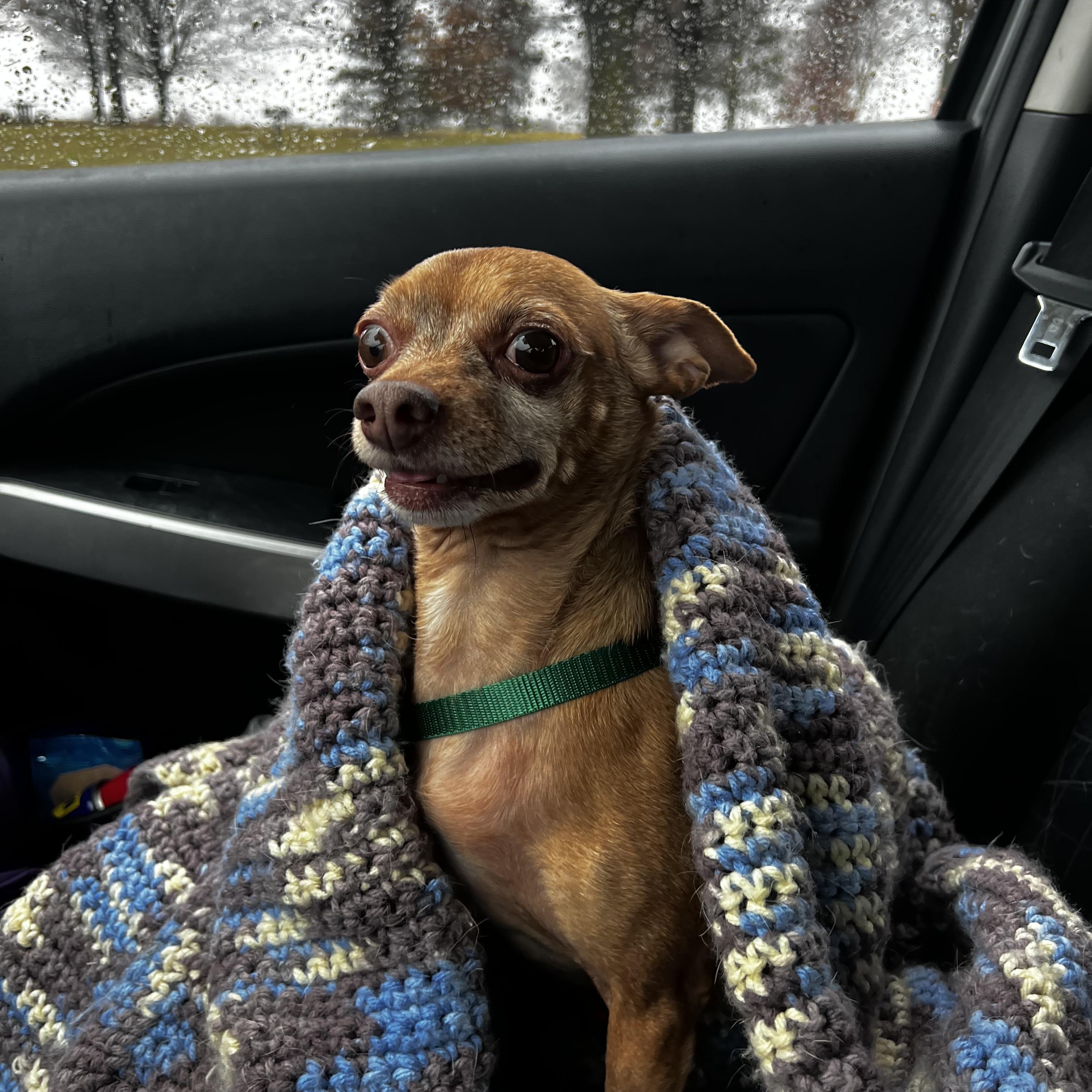 Enlarge Packy, a ADOPTABLE Chihuahua in Oregon, IL image 1/4