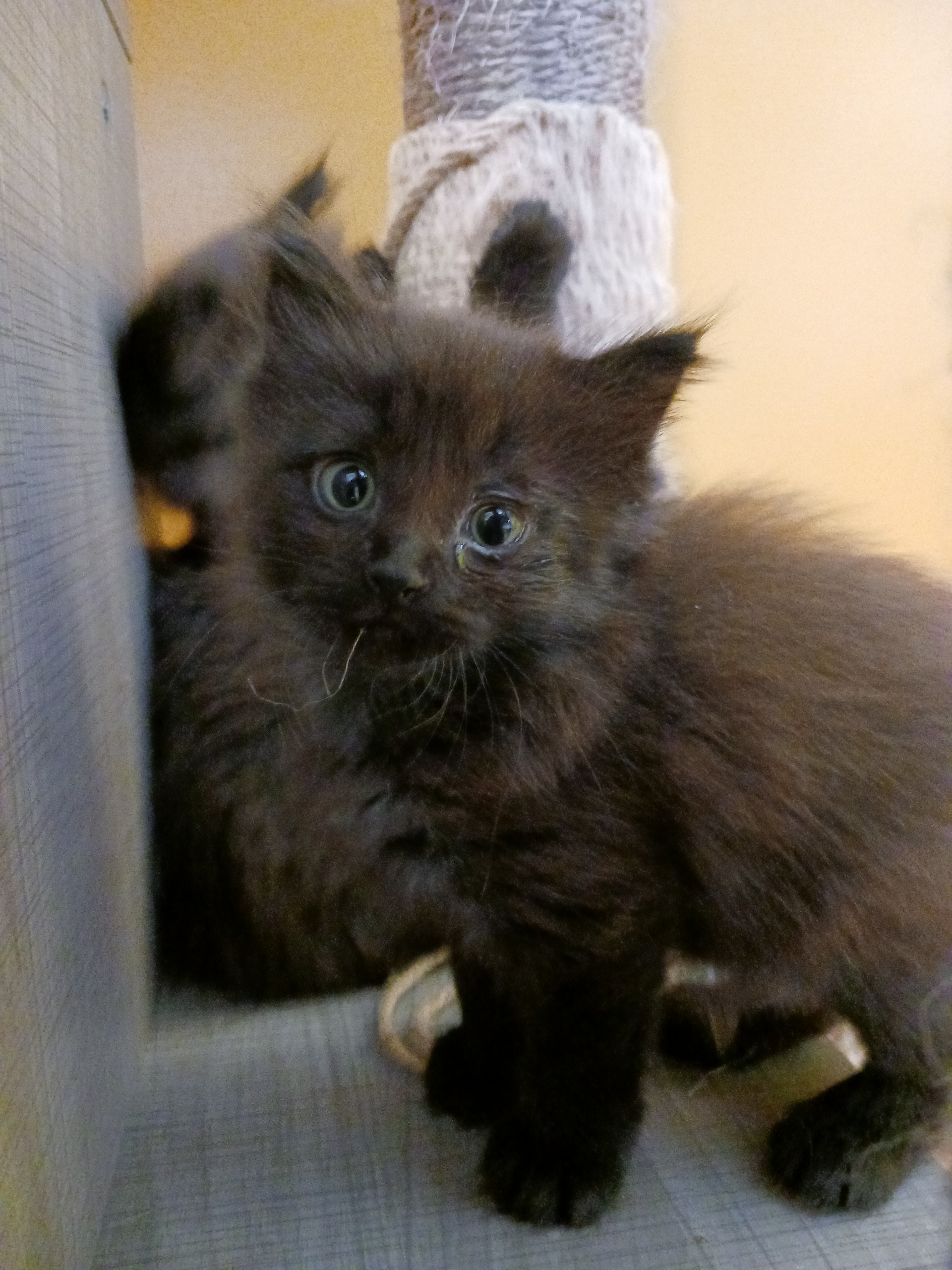 Cat for adoption Carrie, a Domestic Medium Hair in Lake Forest Park