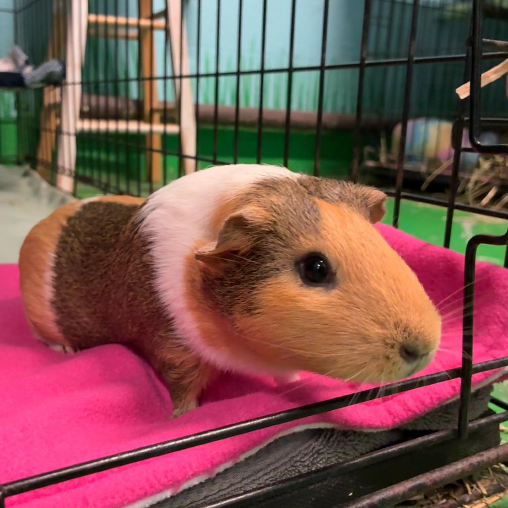 Kumiko, Adoptable, Adult Female Guinea Pig & Guinea Pig.