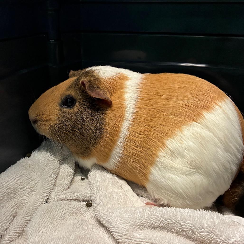 Enlarge Kumiko, a Adoptable mixed breed in Providence, RI image 2/6