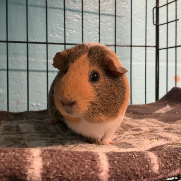 Enlarge Kumiko, a Adoptable mixed breed in Providence, RI image 3/6